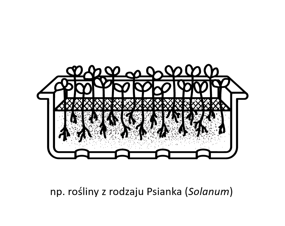 Rysunek przedstawia siewki rośliny z rodzaju psianka w podłużnym pojemniku. Widoczne są drobne liście i korzenie.