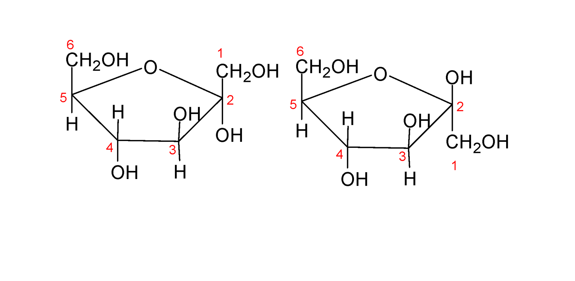 Na ilustracji są dwa wzory Hawortha obok siebie. 1. Wzór α-D-fruktofuranozy. Zbudowany jest z pięcioczłonowego pierścienia. W skład wzoru wchodzi sześć atomów węgla, dwa atomy pierwszy i szósty występują w grupie C H 2 O H . Po prawej stronie pierścienia wspomniana grupa łączy się w dół z drugim atomem węgla, ten z kolei w dół łączy się z grupą OH., 2. Na ilustracji jest wzór β-D-fruktofuranozy. Zbudowany jest z pięcioczłonowego pierścienia. W skład wzoru wchodzi sześć atomów węgla. Dwa atomy: pierwszy i szósty występują w grupie C H 2 O H . Po prawej stronie pierścienia wspomniana grupa łączy się w górę z drugim atomem węgla, ten z kolei w górę łączy się z grupą OH.