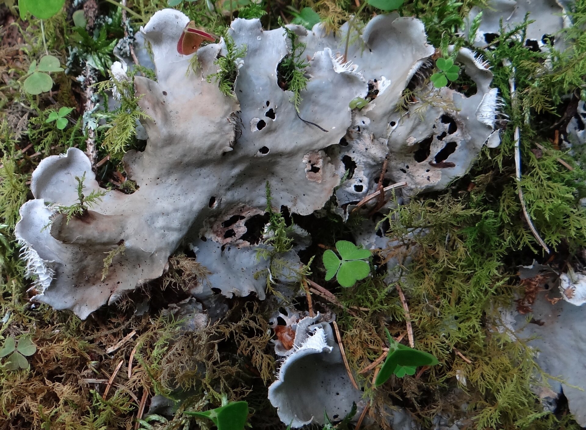 Zdjęcie przedstawia porost o plesze listkowatej: pawężnicę psią. Porost jest szaro‑brązowy, na brzegach jego kolor jest jaśniejszy. Na środku pawężnicy widoczne są nieduże dziury. Kształtem przypomina zaokrąglone liście. Wokół porostu rosną mchy i inne drobne rośliny.