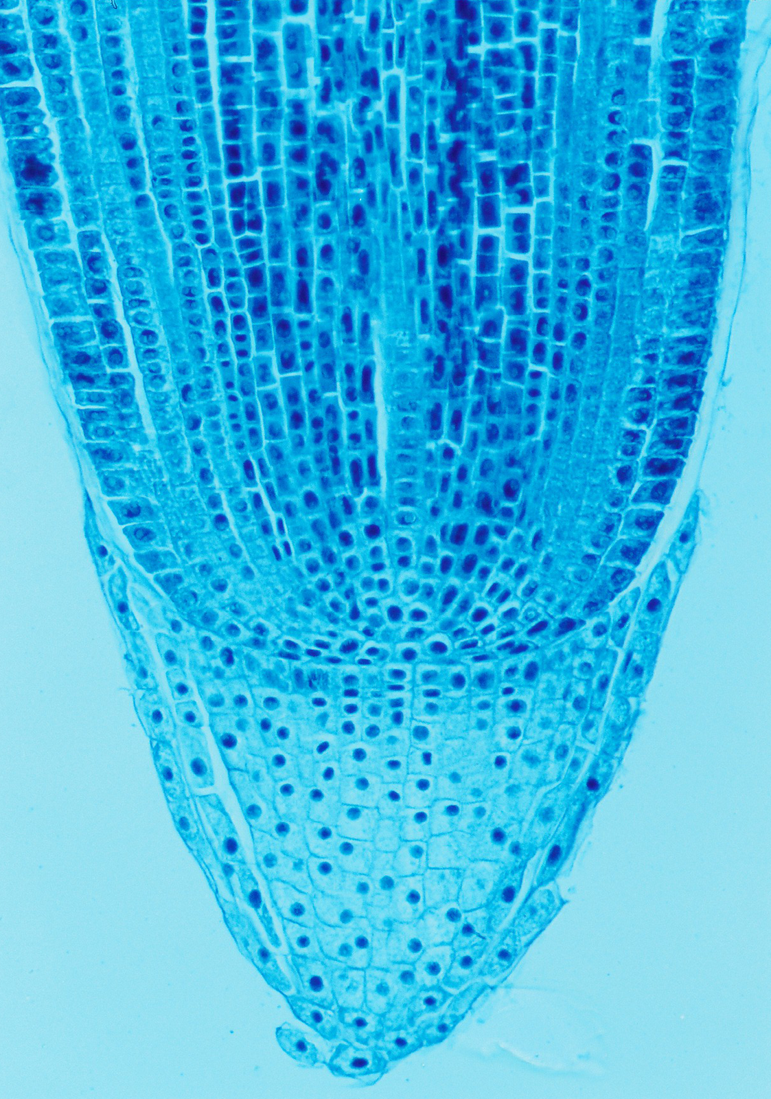 Mikrofotografia pokazuje tkanki szczytu korzenia w przekroju podłużnym. Komórki cienkościenne, o dużych jądrach.