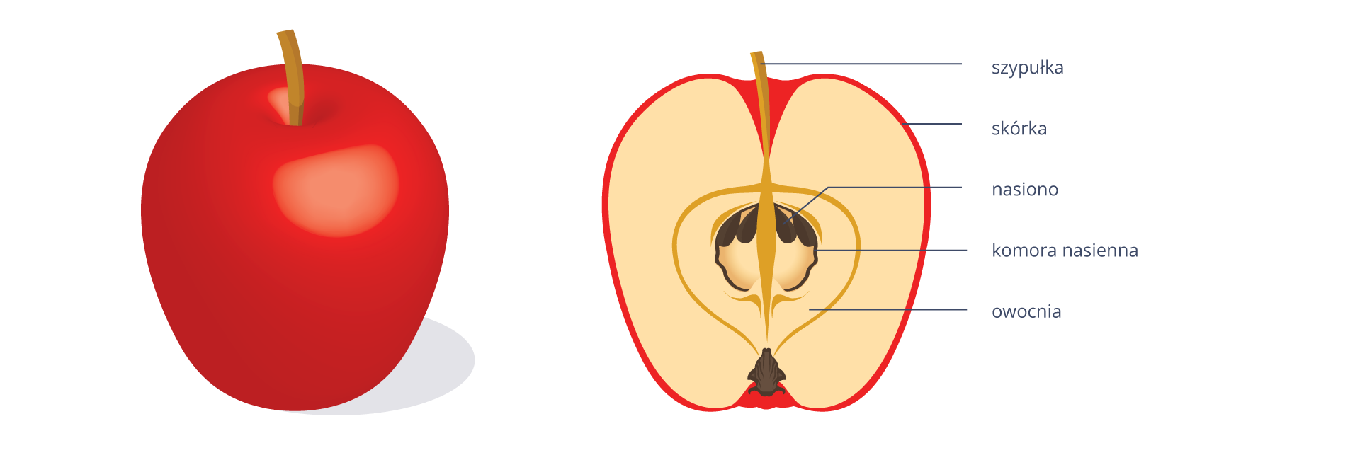 Na rysunku po lewej stronie znajduje się jabłko. Po prawej stronie widać przekrój tego jabłka. Ogonek oznaczony jest jako szypułka. Powierzchnia jabłka to skórka. Pod nią jest jasny miąższ powstały z dna kwiatowego. W centrum znajduje się owocnia, a w środku widać komorę nasienną z nasionami.