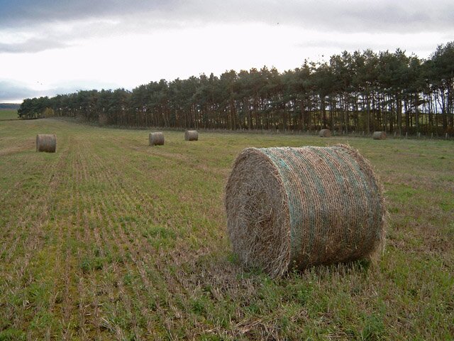 Zdjęcie przedstawia barierę wiatrochronną w postaci pasa zadrzewień śródpolnych. Są one zasadzone bardzo gęsto. Na pierwszym planie widać uformowane bale z siana czekające na ofoliowanie i sprzedaż. 