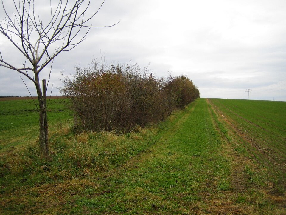Na zdjęciu znajduje się bariera wiatrochronna w postaci pasa krzewów śródpolnych. Rosną one gęsto blisko siebie. Co pewną odległość jest posadzone drzewo. 