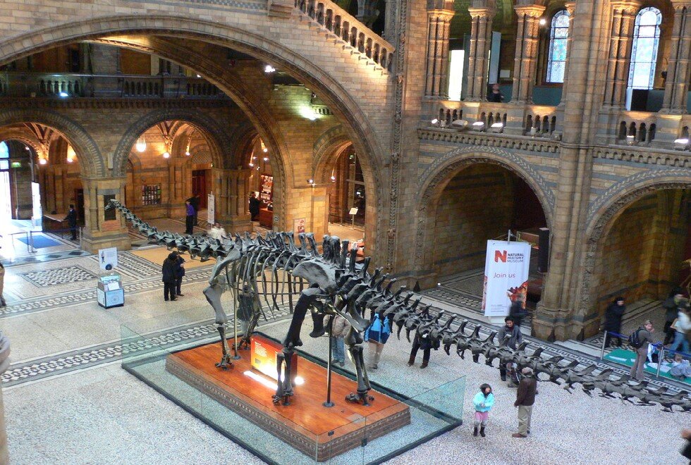 Fotografia przedstawia wnętrze muzeum historii naturalnej. Na pierwszym planie widać ogromny szkielet dinozaura. W tle sali muzeum widać kilkoro zwiedzających.