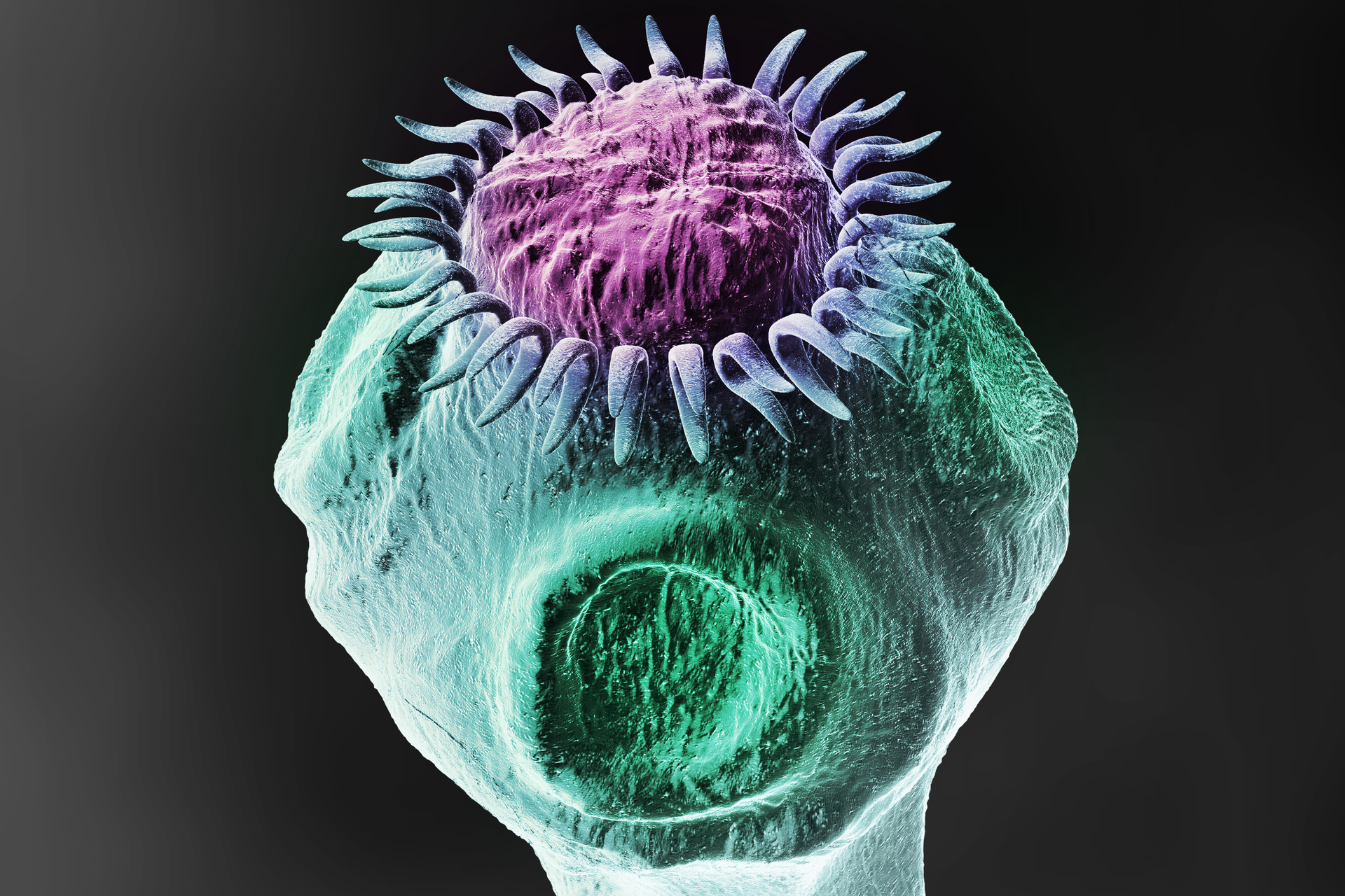 Na ilustracji główka tasiemca uzbrojonego, kulista głowa posiada wieniec haczyków oraz cztery przyssawki.