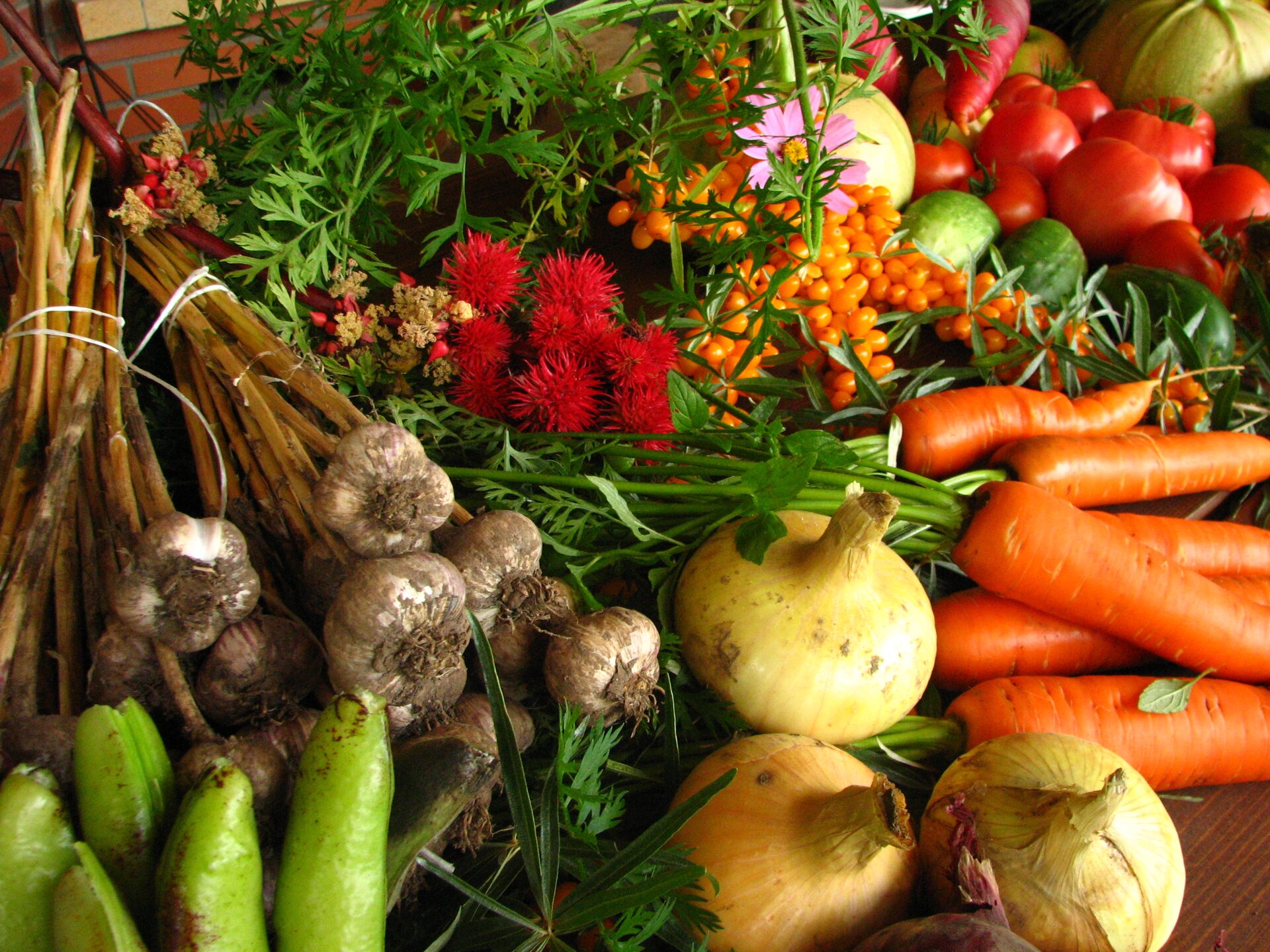 Na zdjęciu widocznych jest wiele gatunków warzyw leżących na stole. Znajdują się tam między innymi: marchewki, cebule, czosnek, pomidory, papryki oraz ogórki.