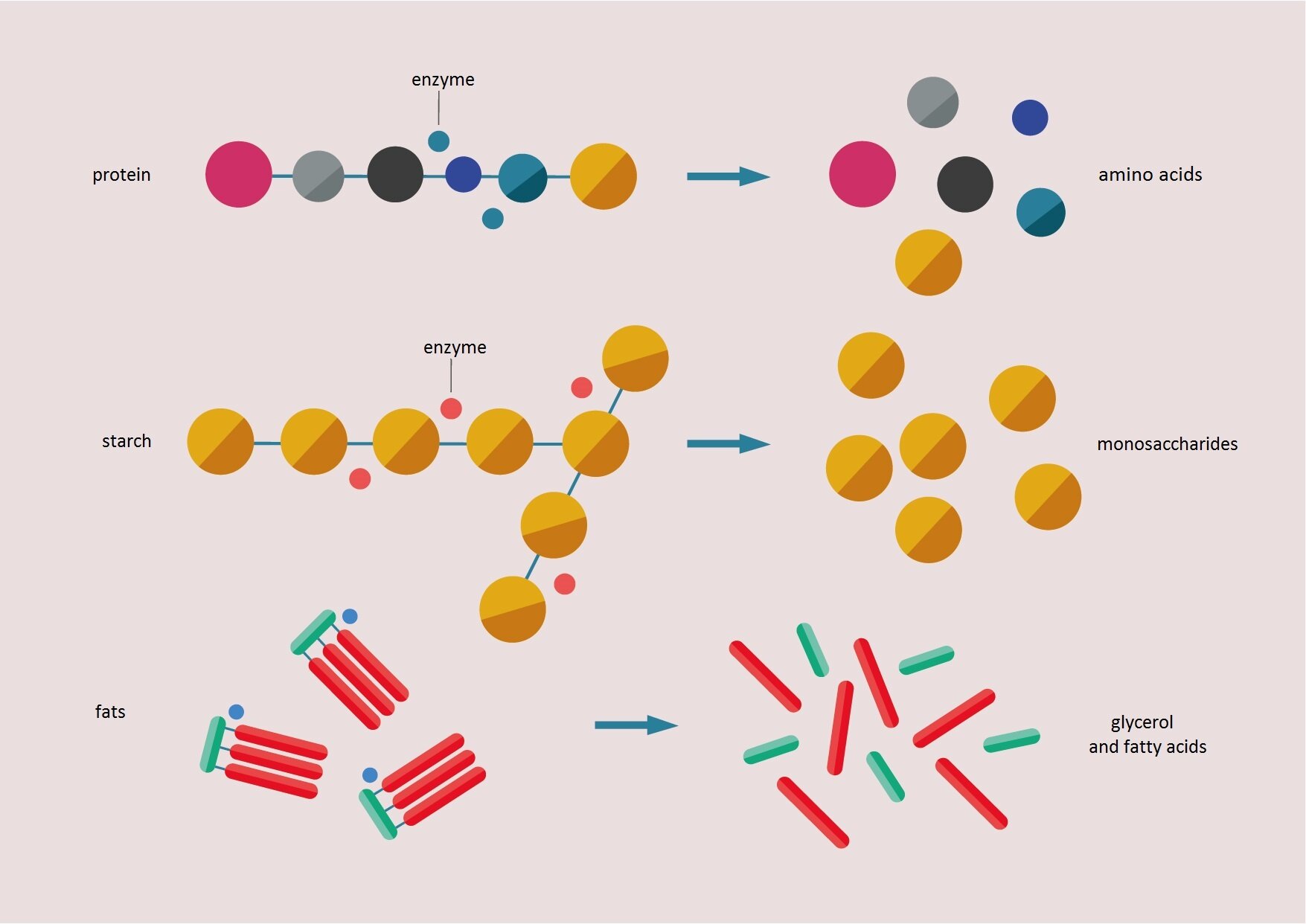 Grafika przedstawia działanie enzymów. Wskazano białko, enzym, aminokwas, skrobie, cukry proste, tłuszcze, kwasy tłuszczowe i glicerol
