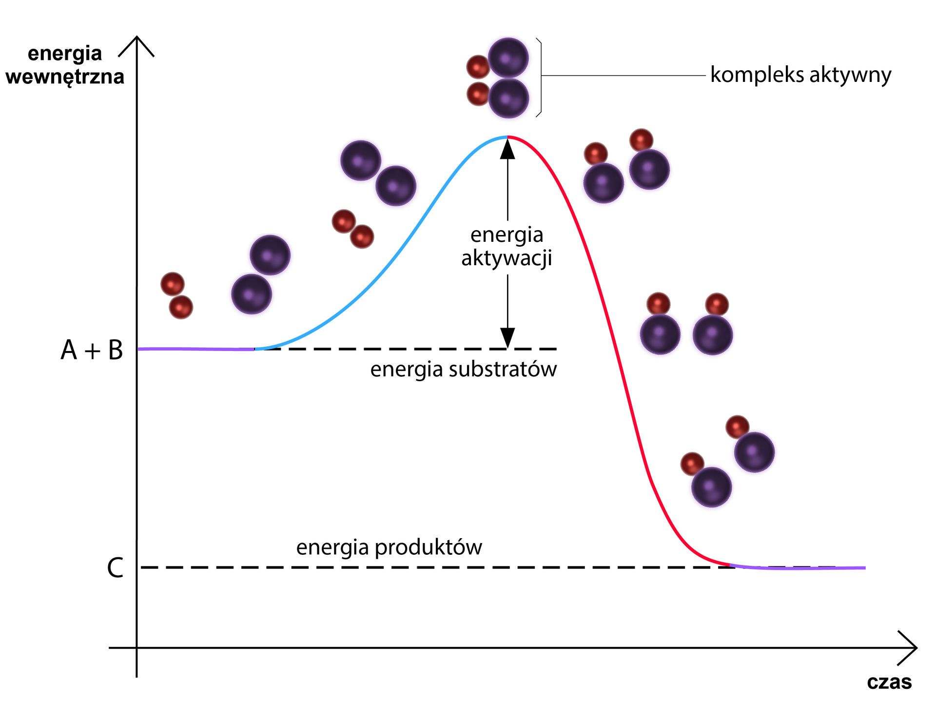 Wykres zależności energii wewnętrznej reagentów od czasu podczas reakcji egzoenergetycznej. Na wykresie zaznaczono energię początkową układu, odpowiadającą energii substratów A i B, które reprezentują odpowiednio dwie małe połączone ze sobą czerwone kulki oraz dwie większe połączone ze sobą fioletowe kulki. Dalej funkcja rośnie. Substraty A oraz B zbliżają się do siebie. Funkcja osiąga maksimum, co odpowiada energii kompleksu aktywnego utworzonego przez połączenie dwóch kulek czerwonych z dwiema kulkami fioletowymi. Energia aktywacji odpowiada różnicy energii kompleksu aktywnego i energii substratów. Dalej funkcja maleje, aż do osiągnięcia energii produktów, mniejszej od energii substratów, której odpowiadają dwie cząsteczki produktu, każda składająca się z jednej czerwonej i jednej fioletowej kulki.