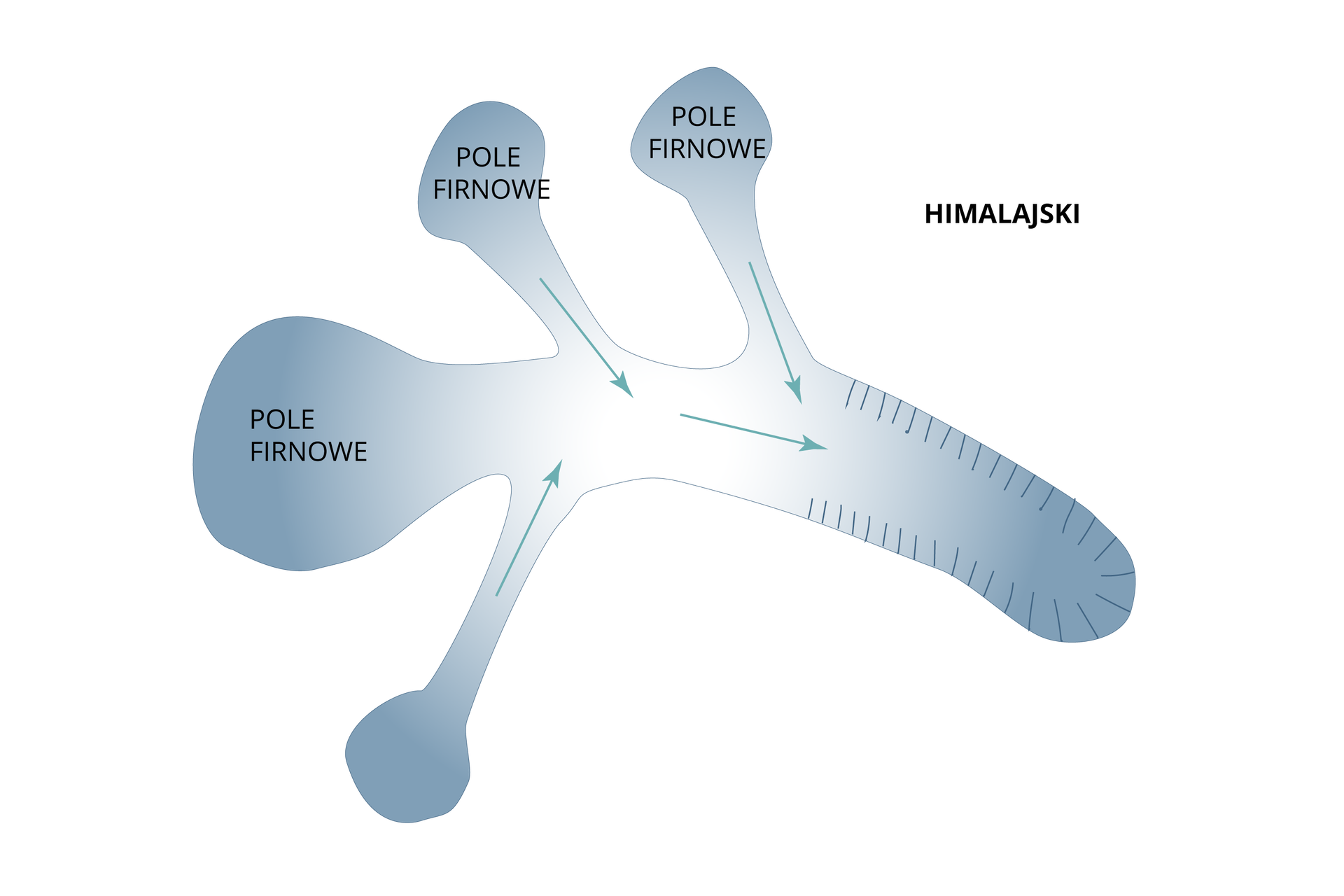 Ilustracja przedstawia lodowiec typu himalajskiego. Lodowiec ma rozgałęzienia. W górnej części rozgałęzień są pola firnowe, od pól firnowych poprowadzono strzałki w dół w kierunku jęzora lodowcowego. 