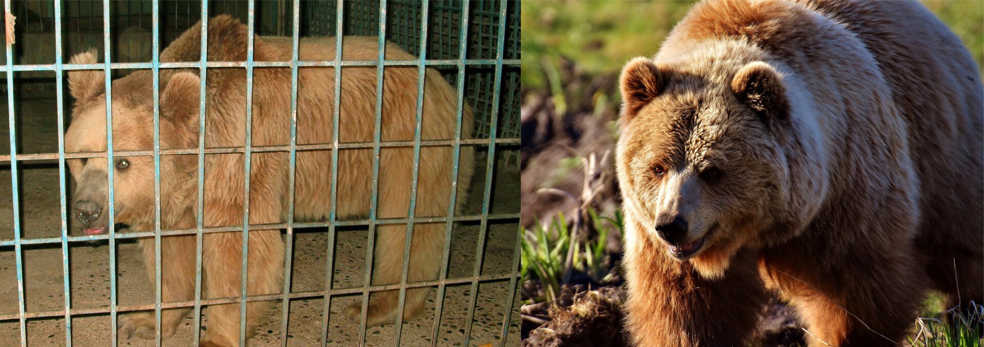 Ilustracja przedstawia dwa zdjęcia. Na każdym z nich jest dorosły niedźwiedź brunatny. Na pierwszym zdjęciu zwierzę jest za kratami. Na drugim zdjęciu zwierzę idzie po polanie.
