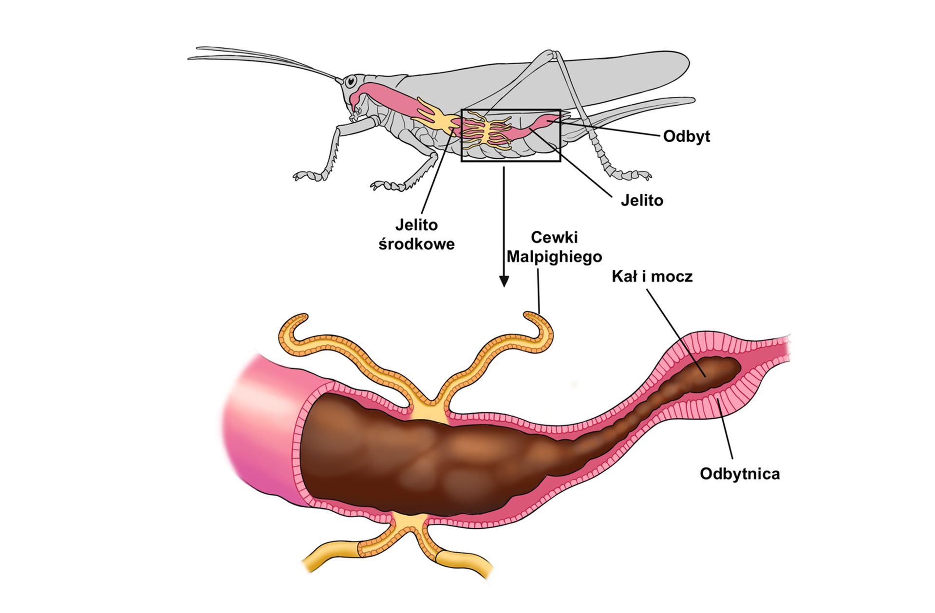 Schemat przedstawia konika polnego i znajdujące się w jego ciele cewki Malpighiego. Stawonóg ma walcowate ciało, a na głowie parę średniej długości czułek. Ma średniej długości odnóża przednie i długie, silne odnóża tylne. Jego odwłok pokrywa para długich skrzydeł. W obrębie ciała ukazany jest cały układ pokarmowy w przekroju. Prowadzi on od otworu gębowego, przez całe ciało do odbytu. W środkowej części ciała owada zaznaczone jest jelito środkowe. Za nim są cewki Malpighiego, które znajdują się na kolejnej ilustracji w przybliżeniu, a dalej jelito zakończone odbytem. Poniżej ilustracji konika polnego znajduje się druga ilustracja, gdzie przedstawiono powiększony przekrój jelita. W górę i w dół odchodzą od niego dwa wąskie przewody zaczynające się w tym samym miejscu w ścianie jelita. Wewnątrz jelita i odbytnicy znajdują się niestrawione resztki pokarmu. Odbytnica kończy przewód pokarmowy, ma grubsze ściany i jest węższa od pozostałego fragmentu przewodu pokarmowego.