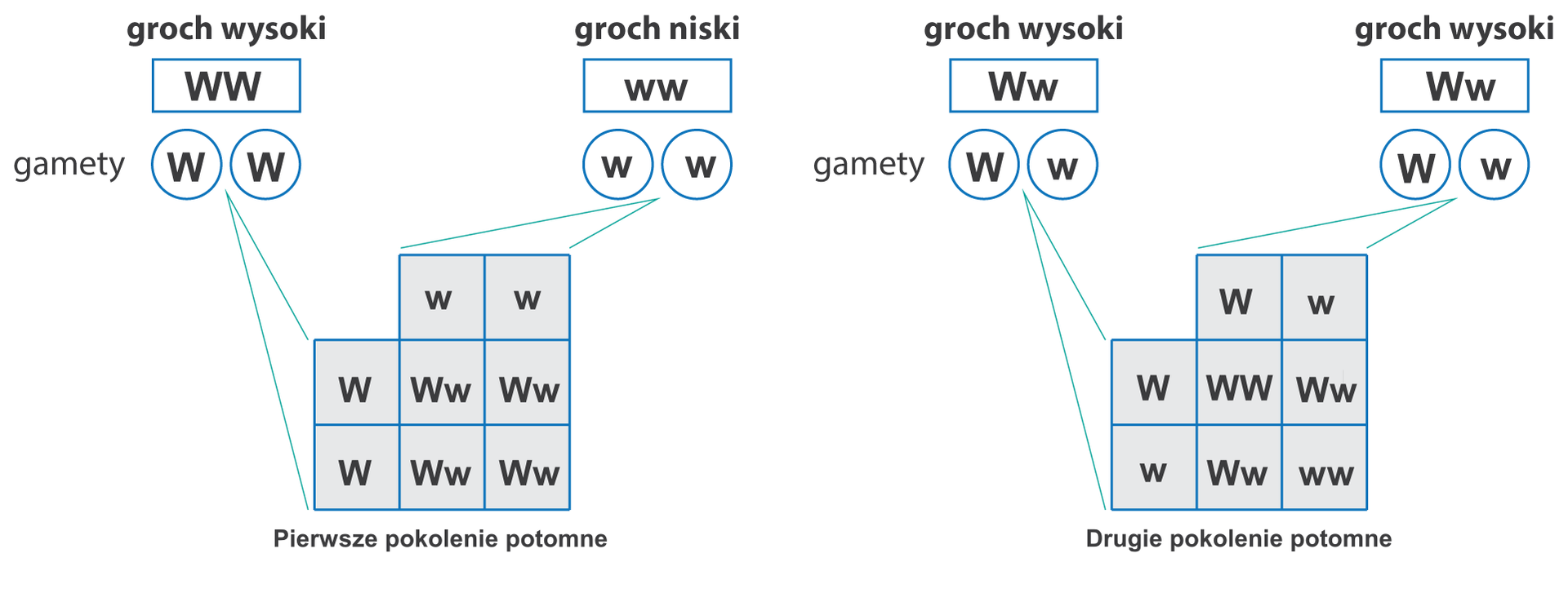 Ilustracja przedstawia 2 schematy wykonania krzyżówki genetycznej dla grochu. U góry w prostokątach genotypy rodziców i podpisy: groch wysoki, groch niski. Z lewej schemat dla homozygot. Groch wysoki ma dwa allele genu odpowiadające za wysoki wzrost (WW), czyli jest homozygotą dominującą. Groch niski ma dwa allele odpowiadające za niski wzrost (ww) i dlatego jest homozygotą recesywną. Każda roślina rodzicielska produkuje takie same gamety, kółeczka z literą W dużą lub małą. Allele z jednej gamety wpisane są z boku krzyżówki, z drugiej u góry. W miejscach przecięcia rzędów i kolumn wpisane allele od rodziców, czyli genotyp potomstwa. W tym przypadku pierwsze pokolenie to same heterozygoty. Z prawej schemat krzyżówki dla heterozygot. Rodzice produkują różne gamety: połowę z allelem dominującym (duże W), połowę z recesywnym (małe w). Po wpisaniu ich w krzyżówkę otrzymamy jedną homozygotę dominującą, dwie heterozygoty i jedną homozygotę recesywną.
