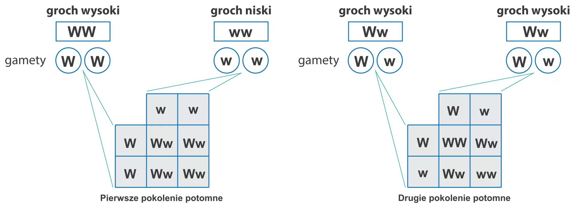 Ilustracja przedstawia 2 schematy wykonania krzyżówki genetycznej dla grochu. U góry w prostokątach genotypy rodziców i podpisy: groch wysoki, groch niski. Z lewej schemat dla homozygot. Groch wysoki ma dwa allele genu odpowiadające za wysoki wzrost (WW), czyli jest homozygotą dominującą. Groch niski ma dwa allele odpowiadające za niski wzrost (ww) i dlatego jest homozygotą recesywną. Każda roślina rodzicielska produkuje takie same gamety, kółeczka z literą W dużą lub małą. Allele z jednej gamety wpisane są z boku krzyżówki, z drugiej u góry. W miejscach przecięcia rzędów i kolumn wpisane allele od rodziców, czyli genotyp potomstwa. W tym przypadku pierwsze pokolenie to same heterozygoty. Z prawej schemat krzyżówki dla heterozygot. Rodzice produkują różne gamety: połowę z allelem dominującym (duże W), połowę z recesywnym (małe w). Po wpisaniu ich w krzyżówkę otrzymamy jedną homozygotę dominującą, dwie heterozygoty i jedną homozygotę recesywną.