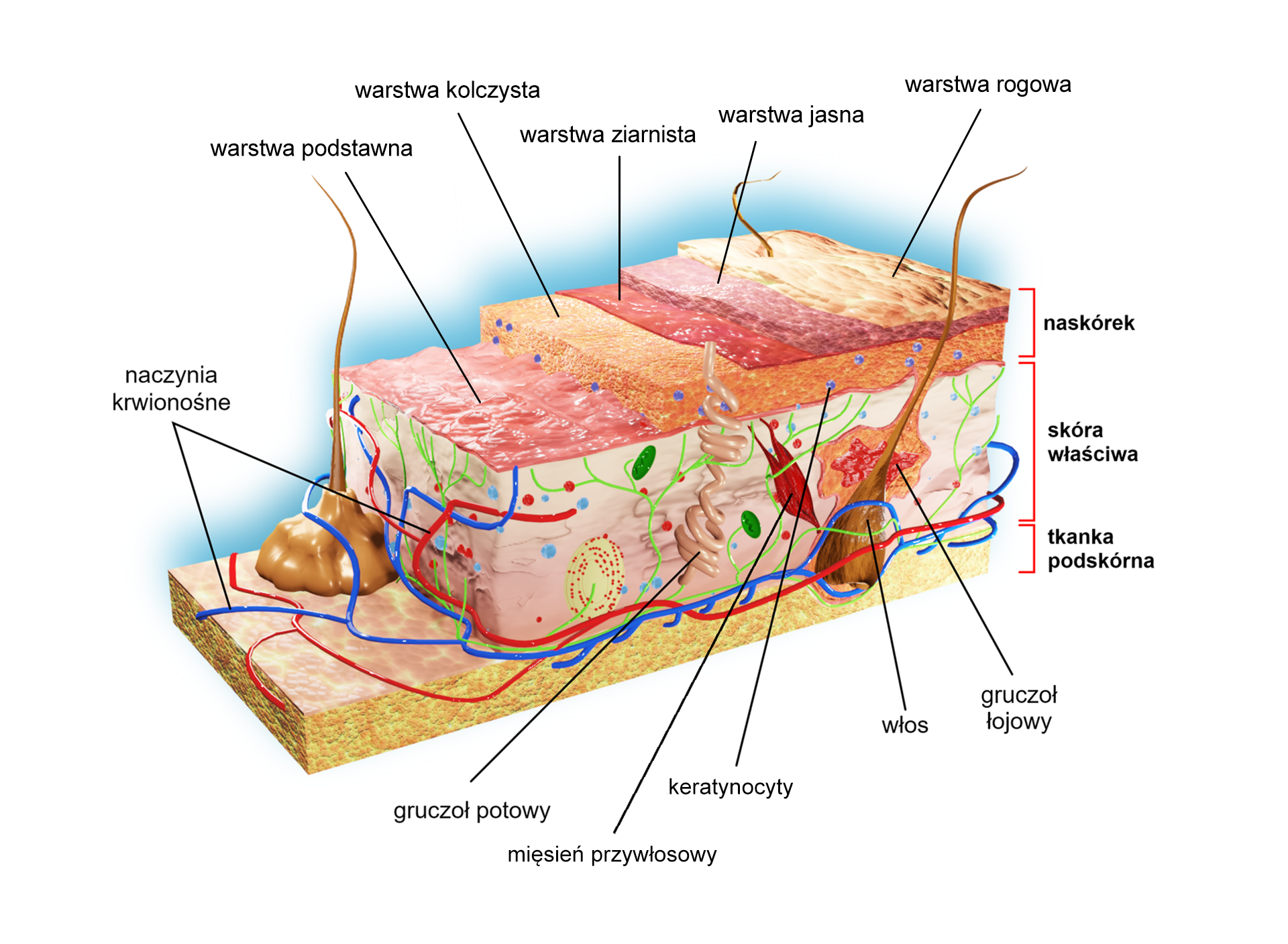 Na schemacie przedstawiono jest przekrój przez skórę człowieka. Najbardziej zewnętrzna warstwa jest to cienka warstwa rogowa. Pod nią znajduje się również dość cienka warstwa jasna. Pod nią widoczna jest kolejna, cienka warstwa ziarnista. Kolejną, grubszą warstwą jest warstwa kolczysta, a pod nią cienka warstwa podstawna. Te wcześniej wymienione warstwy należą do naskórka. Pod naskórkiem znajduje się gruba skóra właściwa, a pod nią tkanka podskórna. W skórze właściwej znajdują się naczynia krwionośne w postaci cienkich czerwonych przewodów, a także naczynia limfatyczne w postaci cienkich niebieskich przewodów, gruczoły łojowe, potowe i keratynocyty .W dolnej części skóry właściwej zaczyna się cebulka włosa. Ma ona zaokrąglony kształt, wyrasta z niej cienki, długi włos. Górna część włosa wychodzi na zewnątrz przebijając się przez naskórek. Do cebulki przymocowany jest niewielki, obły mięsień przywłosowy.