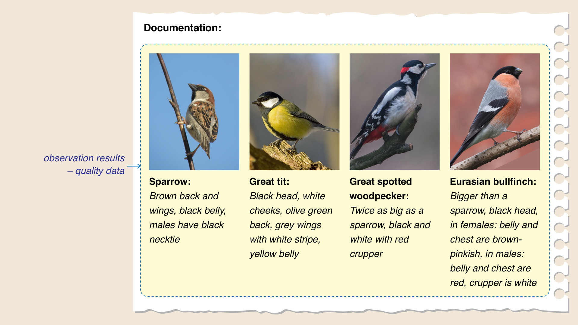Ilustracja stanowi przykład dokumentacji z przeprowadzonej obserwacji wróbla, sikorki bogatki, dzięcioła dużego, gila zwyczajnego. Do fotografii każdego z tych ptaków dołączono dane jakościowe stanowiące wynik przeprowadzonej obserwacji. Wróbel: brązowy grzbiet i skrzydła, szary brzuch, samce z czarnym krawatem. Sikorka bogatka: czarna głowa, białe policzki, grzbiet oliwkowy, skrzydła szare z białym paskiem, brzuch żółty. Dzięcioł duży: ptak dwa razy większy, niż wróbel, czarno-biały z czerwonym podogoniem. Gil zwyczajny: większy od wróbla, brzuch i pierś u samic brązowo-różowa, u samców czerwona, biały kuper.
