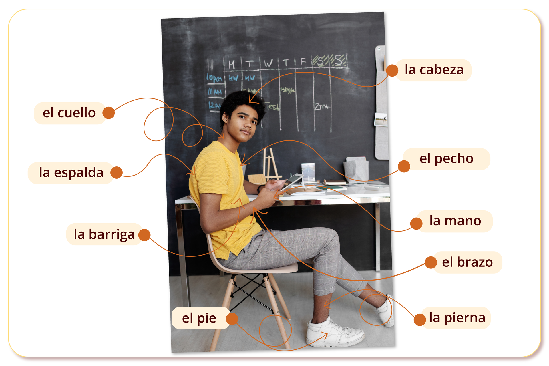 Grafika przedstawia młodego chłopaka siedzącego przy biurku. Na grafice znajdują się również strzałki z podpisami wskazujące konkretne części ciała. Kolejno: Włosy - la cabeza. Klatka piersiowa - el pecho. Dłoń - la mano. Ręka - el brazo. Noga - la pierna. Stopa - el pie. Brzuch - la barriga. Plecy - la espalda. Szyja - el cuello. 