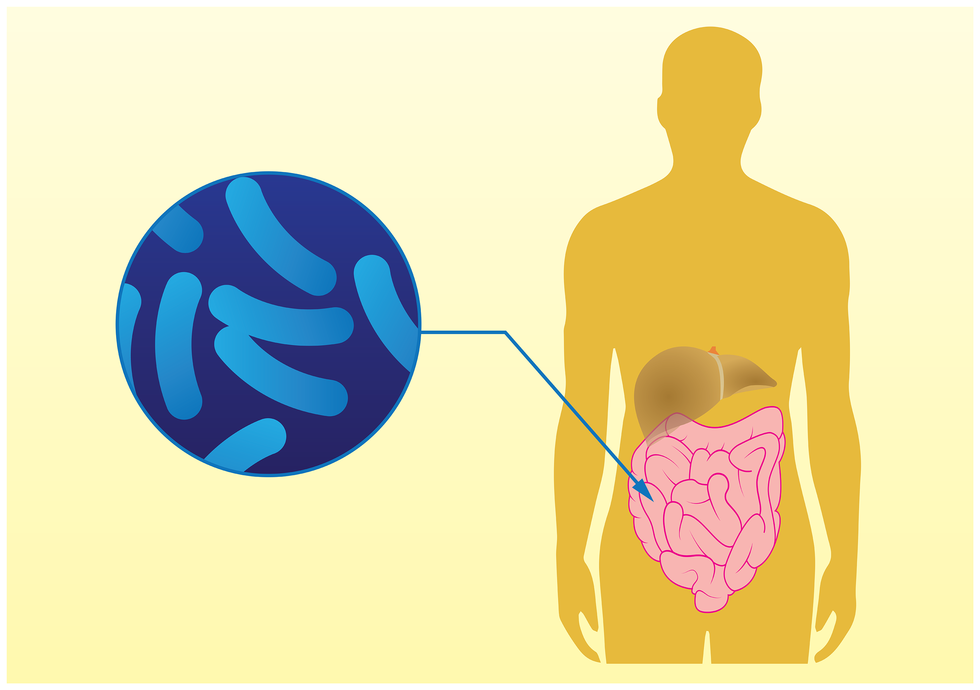 Ilustracja przedstawia żółtą sylwetkę człowieka z wrysowanymi jelitami. Obok znajduje się szafirowe kółko z jaśniejszymi, pałeczkowatymi kształtami oznaczającymi bakterie. Strzałka prowadzi od bakterii do jelit. Oznacza to, że niektóre bakterie żyją w przewodzie pokarmowym człowieka i pomagają w trawieniu oraz wytwarzają witaminy B i K.
