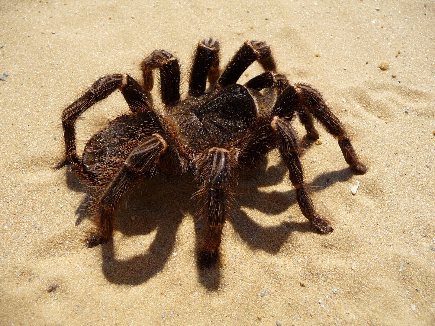 Fotografia przedstawia lekko ukosem grubego, rudo owłosionego, ciemnobrązowego pająka na piasku. To ptasznik. Jego odnóża gębowe po prawej są niemal tak długie jak odnóża kroczne.