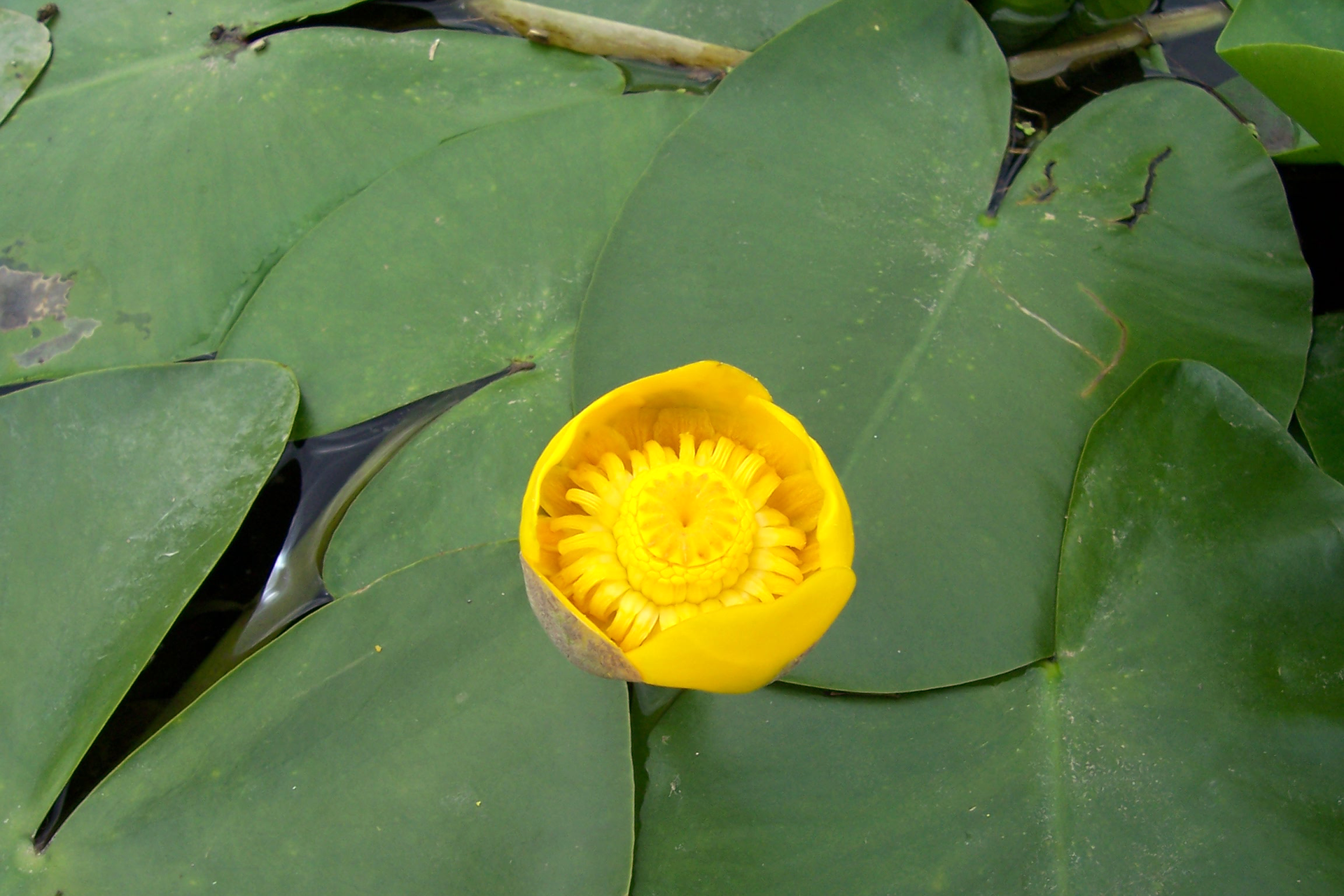 Fotografia prezentuje żółty kwiat grążela żółtego oraz jego liście pływające na wodzie.