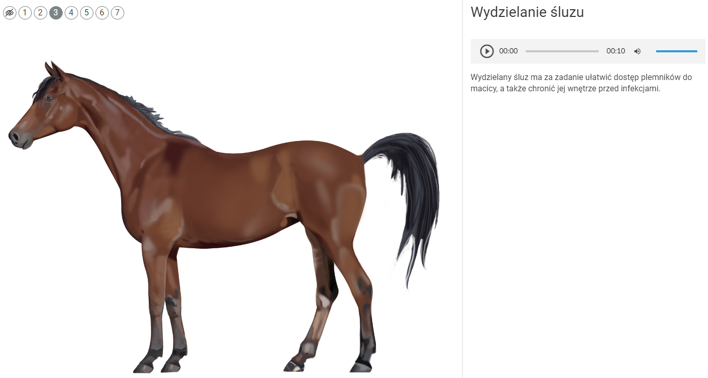 Wyświetlanie opisów umieszczonych pod znacznikami na infografice. Na ekranie widoczny jest rysunek konia o brązowej sierści oraz czarnej grzywie i ogonie. W lewym górnym rogu znajduje się ikona przekreślonego oka i siedem cyfr. Sześć jest w białych kółkach z czarną obwódką. Cyfra trzy jest w czarnym kółku. Po prawej stronie na białym tle znajduje się napis: Wydzielanie śluzu. Pod nim umieszczono pasek odtwarzacza nagrania. Pierwsza jest ikona odtwarzania mająca kształt trójkąta wpisanego w koło. Dalej widać czas nagrania - od zera do dziesięciu sekund oraz krótki szary pasek. Za czasem nagrania znajduje się ikona głośności w kształcie głośnika z półokrągłymi liniami symbolizującymi rozchodzący się dźwięk. Na końcu jest krótki niebieski pasek. Pod paskiem odtwarzacza znajduje się tekst opisujący prezentowany element infografiki.