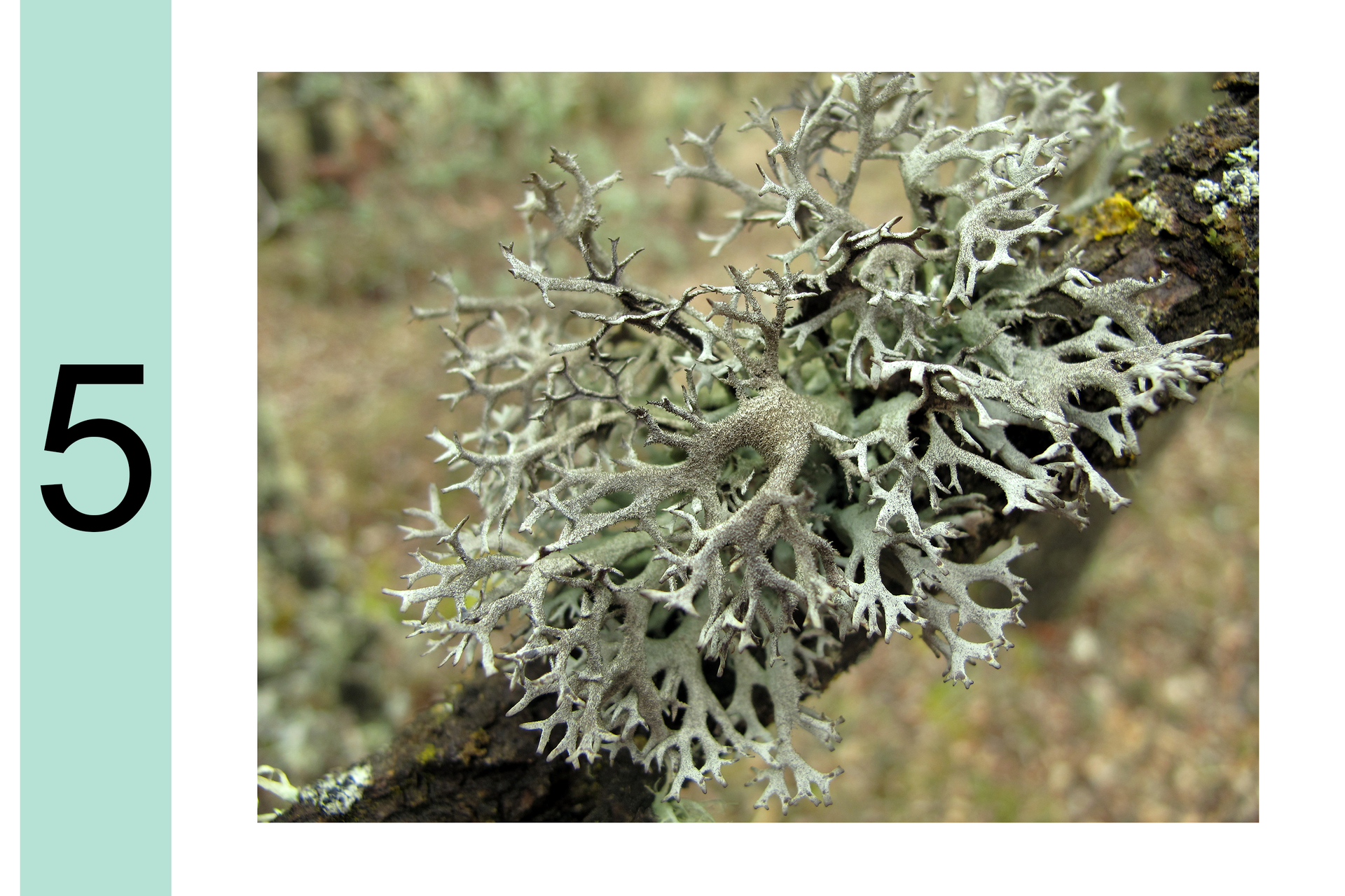 Fotografia przedstawia zbliżenie gałązki drzewa z dużym, szarym porostem krzaczkowatym. Obok cyfra 5. Powietrze jest słabo zanieczyszczone.