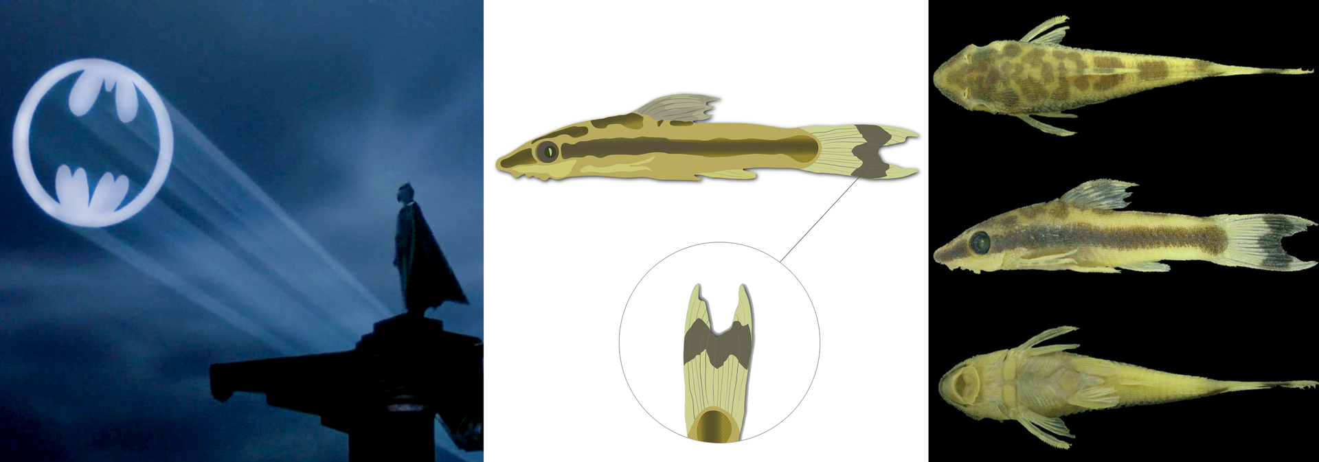 Grafika składa się z trzech części. Z lewej strony widać grafikę z Batmanem, stojącym na ciemnym podwyższeniu i patrzącym na wyświetlający się na niebie symbol przypominający nietoperza. Na środku znajduje się grafika, która przedstawia rybę o oryginalnej nazwie. Jej nazwa łacińska to Otocinclus batmani. Ryba jest niewielka, zielono‑brązowa. Wzdłuż ciała ma długi brązowy pas. Na płetwie ogonowej widać plamę przypominającą nietoperza, czyli symbol batmana. Z prawej strony widoczne jest zdjęcie trzech ryb tego gatunku, widocznych od góry, bokiem i od spodu, na czarnym tle.