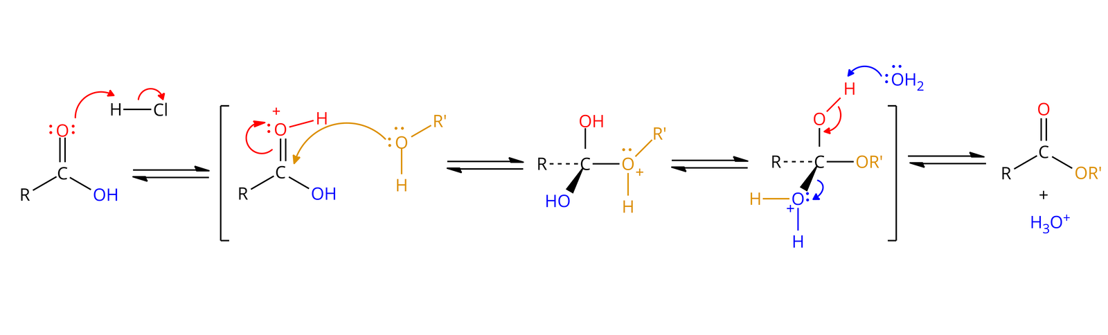 Ilustracja przedstawia mechanizm reakcji estryfikacji przy użyciu kwasu jako katalizatora. Po lewej stronie znajduje się wzór kwasu karboksylowego: RCOOH zbudowana w następujący sposób: do atomu węgla wiązaniem pojedynczym przyłączona jest grupa R, wiązaniem podwójnym zaznaczony na czerwono atom tlenu, posiadający dwie wolne pary elektronowe w postaci kropek, wiązaniem pojedynczym atom tlenu połączony z atomem wodoru. Ta grupa OH zaznaczona jest an niebiesko. Od jednej wolnej pary elektronowej atomu tlenu połączonego wiązaniem pojedynczym z atomem węgla poprowadzono czerwoną strzałkę do atomu wodoru cząsteczki HCl, a od wiązania pomiędzy atomem wodoru a atomem chloru poprowadzono strzałką, skierowaną do atomu chloru. Po prawej stronie umieszczono dwie poziome strzałki: górna jest skierowana w prawo, a dolna w lewo. Za nimi po prawej stronie w nawiasie kwadratowym przedstawiono następujący zapis: cząsteczka o budowie: do atomu węgla wiązaniem pojedynczym przyłączona jest grupa R, wiązaniem podwójnym zaznaczony na czerwono atom tlenu, posiadający wolną parę elektronową w postaci kropek oraz ładunek dodatni. Ten atom tlenu jest połączony z atomem wodoru zaznaczonym na czerwono. Czwarte wiązanie tworzone przez atom węgla to wiązanie pojedyncze z atomem, tlenu połączonym z atomem wodoru. Ta grupa OH zaznaczona jest na niebiesko. Obok znajduje się cząsteczka alkoholu R’-OH zapisana na żółto. Atom tlenu posiada dwie wolne pary elektronowe. Do atomu węgla kwasu prowadzi strzałka rozpoczynająca się na wolnej parze elektronowej atomu tlenu cząsteczki alkoholu, a druga strzałka prowadzi od wiązania podwójnego węgiel tlen i prowadzi do ładunku dodatniego atomu tlenu. Po prawej stronie umieszczono dwie poziome strzałki: górna jest skierowana w prawo, a dolna w lewo. Za nimi po prawej stronie przedstawiono następującą cząsteczkę: do atomu węgla wiązaniem pojedynczym przyłączona jest grupa R, wiązaniem pojedynczym atom tlenu połączony z atomem wodoru. Dodatkowo atom węgla łączy się z trzecim atomem tlenu, który posiada ładunek dodatni i jedną parę elektronową. Ten atom łączy dwie dwoma wiązaniami pojedynczymi z grupą R’ i atomem wodoru. Po prawej stronie umieszczono dwie poziome strzałki: górna jest skierowana w prawo, a dolna w lewo. Za nimi po prawej stronie przedstawiono następującą cząsteczkę: do atomu węgla wiązaniem pojedynczym przyłączona jest grupa R, wiązaniem pojedynczym z grupą OR’, wiązaniem pojedynczym atom tlenu posiadającym ładunek dodatni i połączony z dwoma atomami wodoru. Dodatkowo atom węgla łączy się z trzecim atomem tlenu, który łączy się z atomem wodoru. Od wiązania węgiel tlen z ładunkiem dodatnim poprowadzono strzałkę skierowaną na atom tlenu. Do atomu wodoru grupy OH po drugiej stronie cząsteczki zbliżyła się cząsteczka wody, w której atom tlenu posiada dwie wolne pary elektronowe. Strzałka prowadzi od jednej z dwóch par i kieruje się na atom wodoru, a druga strzałka prowadzi od wiązania tlen wodór na atom tlenu. W tym miejscu zamyka się nawias kwadratowy. Po prawej stronie umieszczono dwie poziome strzałki: górna jest skierowana w prawo, a dolna w lewo. Za nimi po prawej stronie przedstawiono cząsteczkę estru RCOOR’, w której jedno wiązanie węgiel-tlen jest podwójne a drugie pojedyncze. Po prawej stronie znajduje się również cząsteczka H3O+.
