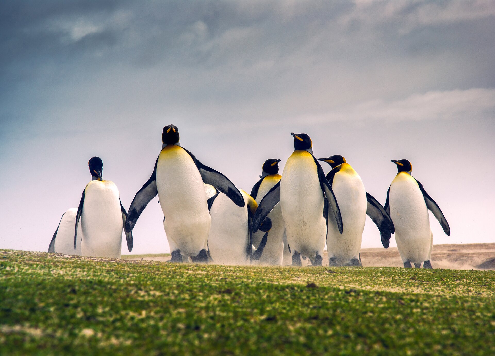 Zdjęcie przedstawia małe stado pingwinów królewskich idących w grupie i mających rozłożone na boki skrzydła. Pingwiny mają policzki, gardło oraz część dzioba w kolorze pomarańczowym, brzuch w kolorze białym, a pozostałą część upierzenia w kolorze czarnym.