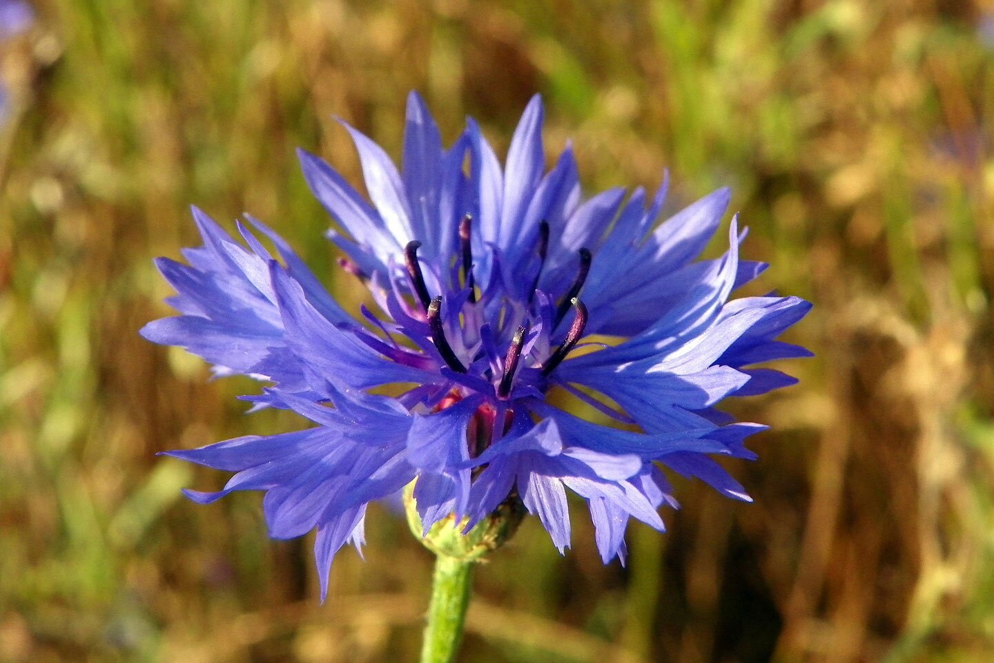 Fotografia przedstawia zbliżenie kwiatostanu chabra na zielonej łodyżce. Kwiatostan składa się z wielu szafirowych kwiatów o postrzępionych płatkach. W środku kwiatostanu wznoszą się wąskie, ciemno fioletowe słupki .