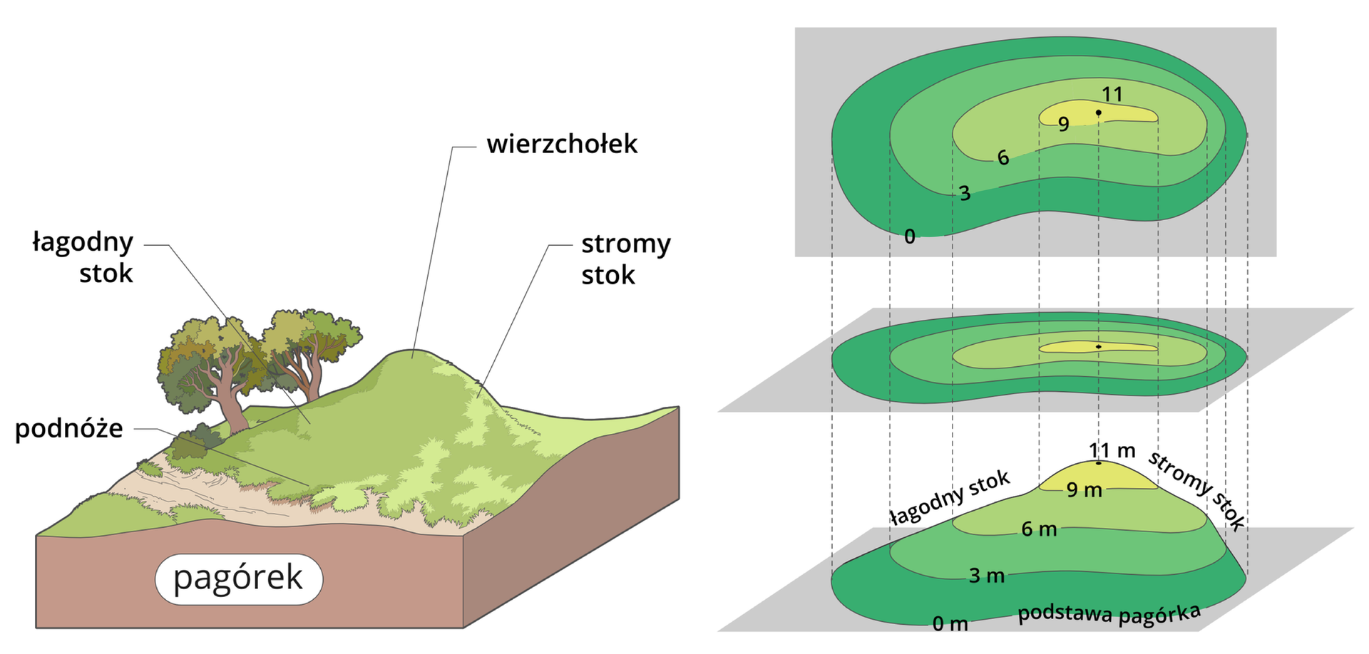 Plansza składająca się z ilustracji pagórka oraz prezentacji przejścia z modelu wzniesienia do mapy rysunku hipsometrycznego. Po lewej stronie umieszczono ilustrację z opisanymi częściami pagórka. Z przodu oznaczono podnóże, a dalej łagodny stok. U góry znajduje się wierzchołek, a z prawej strony stromy stok. Po prawej stronie planszy odwzorowanie pagórka na modelu (u dołu) i wykonany na jego podstawie rysunek hipsometryczny (u góry). Na modelu pagórka naniesiono poziomice. Każda z poziomic ma przypisaną wysokość, są to kolejno wartości – zero, trzy, sześć, dziewięć i jedenaście metrów. Pagórek ma poziomy spłaszczony kształt, szczyt znajduje się w jego wschodniej części, zachodni stok jest łagodniejszy. Kolejnym przedziałom wysokości nadano odpowiednie kolory, są to kolejno (od najniższego): ciemnozielony, zielony, jasnozielony i żółty. Od poziomic poprowadzono pionowe przerywane linie, dzięki którym można było wykonać rysunek hipsometryczny znajdujący się w prawym górnym rogu planszy. Wykonany rysunek hipsometryczny odpowiada wcześniejszemu opisowi jeśli chodzi o kolory i wartości poszczególnych poziomic, jest on jednak wykonany na płaskiej powierzchni.
