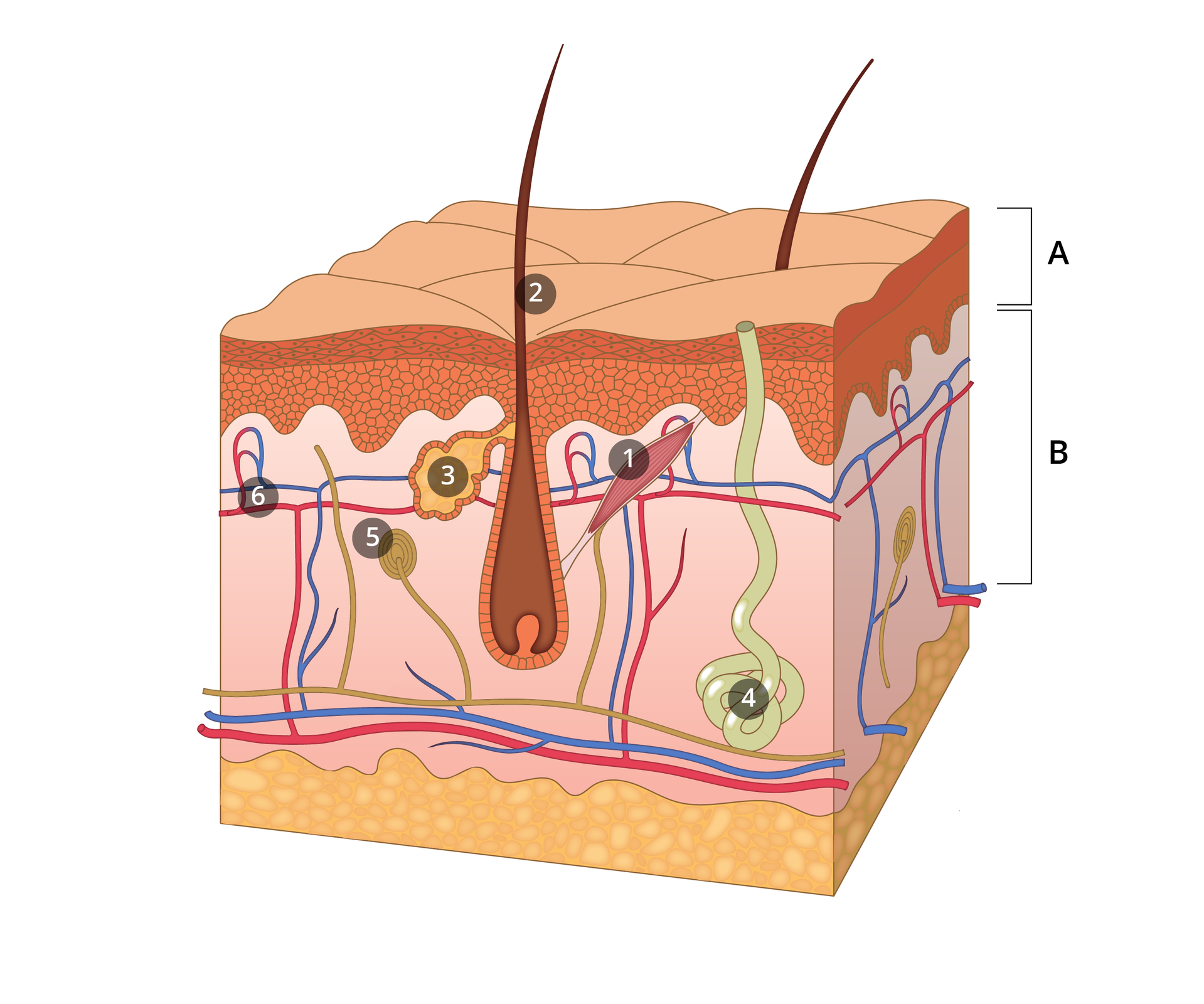 Ilustracja przedstawia budowę skóry człowieka. Widoczne są 2 warstwy skóry - patrząc od góry widoczny jest naskórek i skóra właściwa. Wystaje łodyga włosa, mięsień przywłosowy, gruczoł łojowy, gruczoł potowy, nerw, naczynia krwionośne oraz spód wyściela tkanka tłuszczowa.