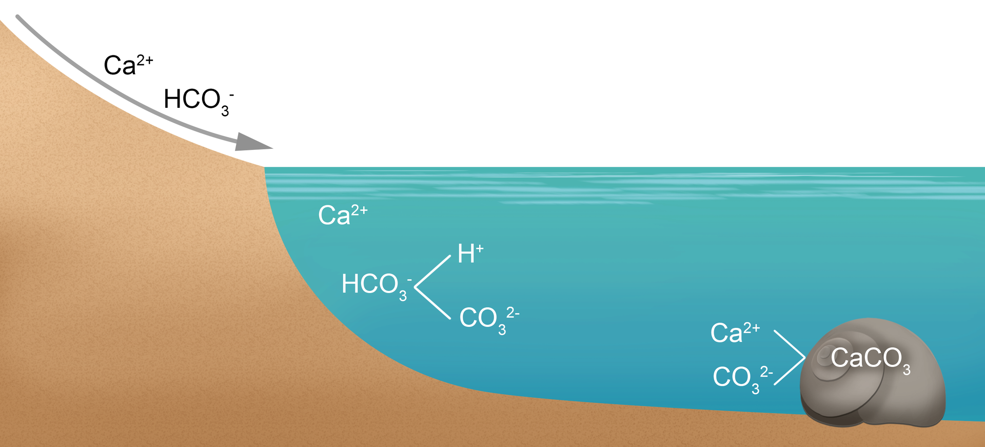 Grafika przedstawia schemat powstawania muszli ślimaka morskiego. Początkowo, związki takie jak Ca indeks górny 2 plus oraz HCO indeks dolny 3 minus trafiają do wody morskiej. W niej HCO indeks dolny 3 minus ulega rozkładowi na jony H indeks górny plus oraz CO indeks dolny 3 indeks górny 2 minus. Do budowy swojej muszli ślimak wykorzystuje Ca indeks górny 2 plus oraz CO indeks dolny 3 indeks górny 2 minus, które razem tworzą węglan wapnia.