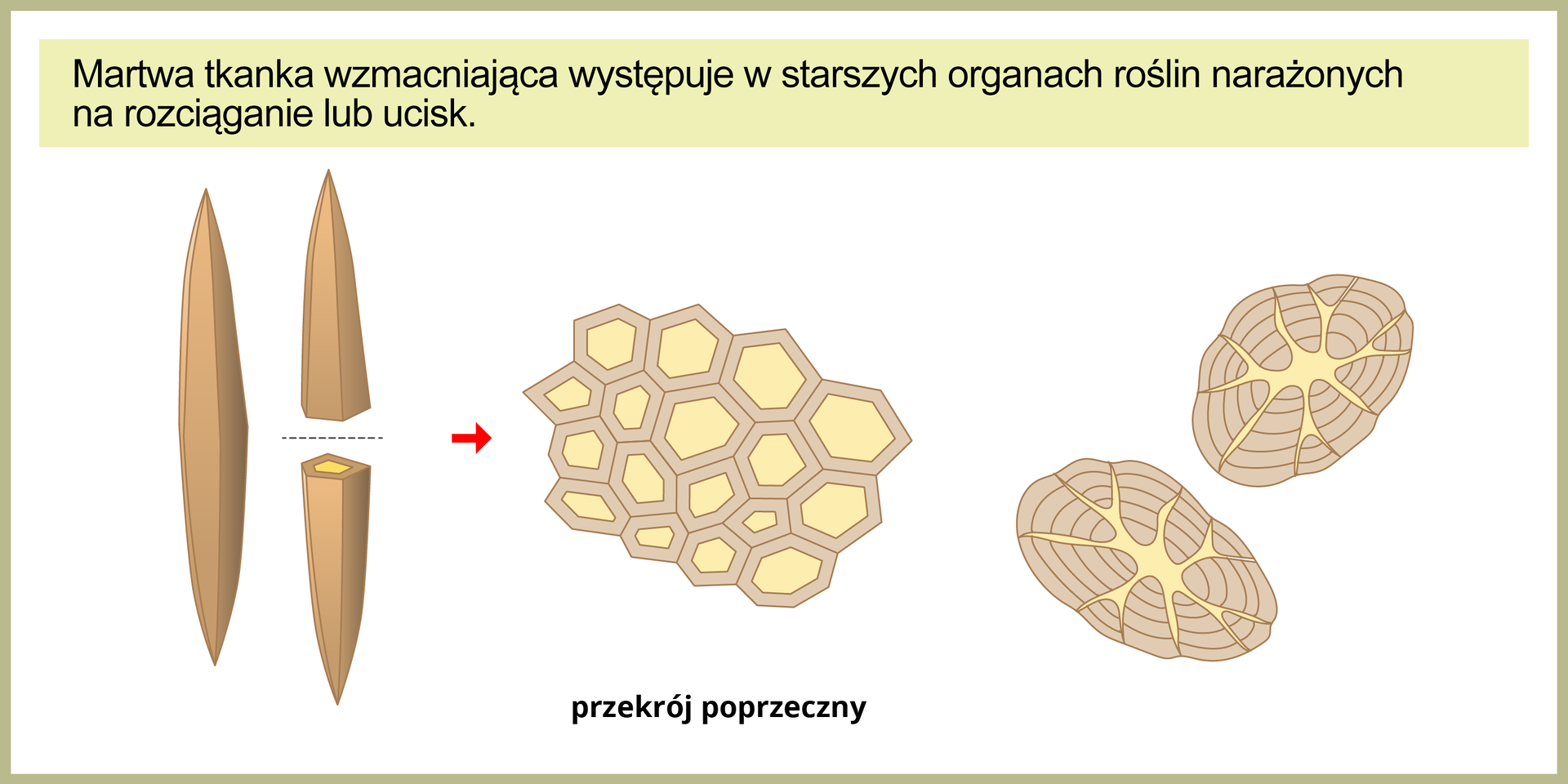 Z lewej strony ilustracji znajdują się dwa beżowe, wrzecionowate włókna martwej tkanki wzmacniającej. Jedno z nich jest przecięte pośrodku, a obok, pośrodku ilustracji, znajduje się przekrój poprzeczny tego włókna. Na przekroju widać ściśle ułożone, wielokątne komórki o grubych ścianach. Po prawej stronie przedstawiono dwie owalne komórki. Mają one bardzo grube ściany, składające się z kilku warstw. Na górze ilustracji napis: Martwa tkanka wzmacniająca występuje w starszych organach roślin narażonych na rozciąganie lub ucisk.