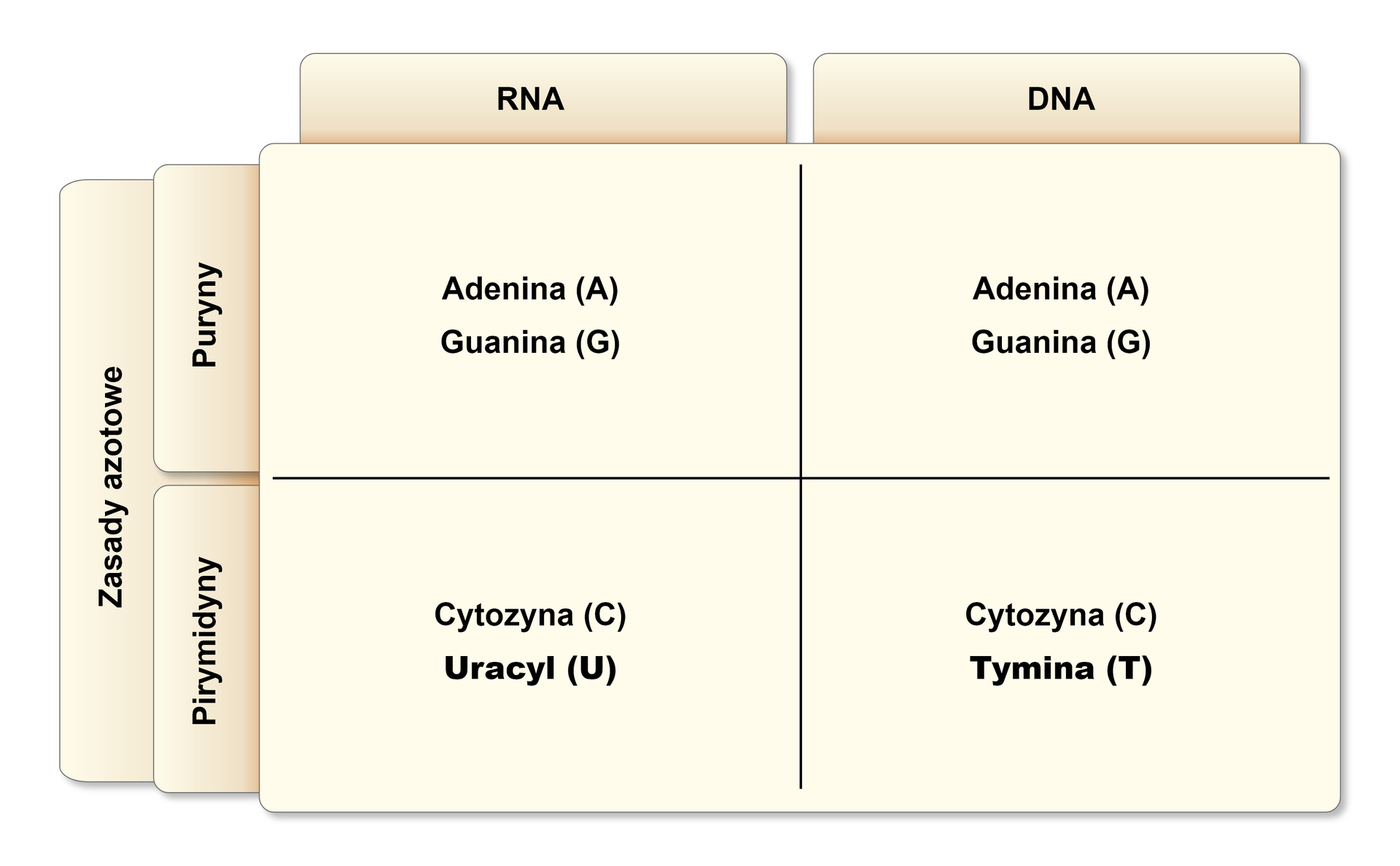 Tabela ukazuje zasady azotowe wchodzące w skład nukleotydów w DNA i RNA. W pierwszym wierszu znajdują się puryny: w RNA jest to adenina (A) i guanina (G), w DNA adenina (A) i guanina (G). W drugim wierszu znajdują się pirymidyny: w RNA cytozyna (C) i uracyl (U), w DNA cytozyna (C) i tymina (T). 