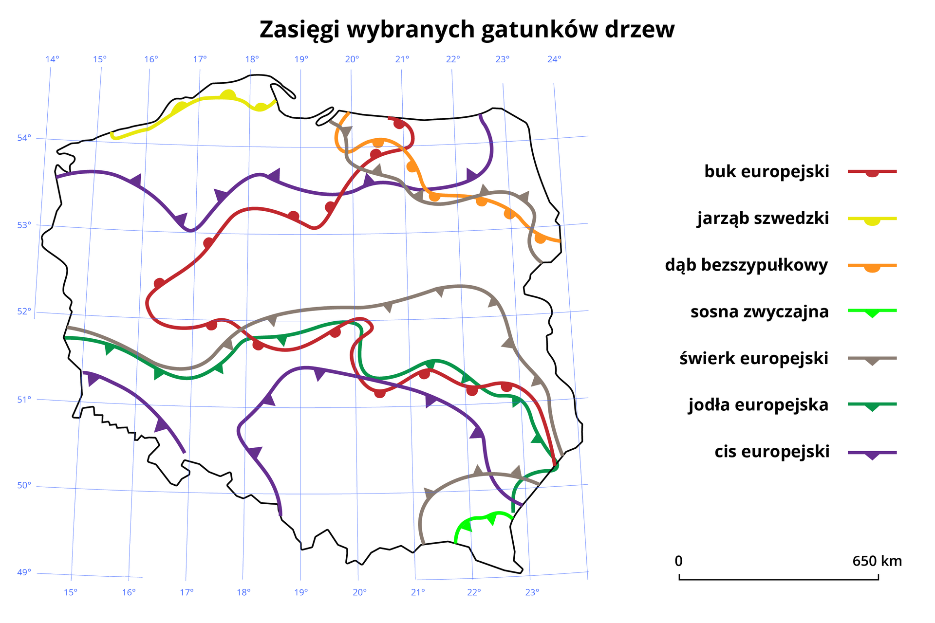 Ilustracja przedstawia zasięgi wybranych gatunków drzew w Polsce. Przedstawiona jest mapa konturowa z zaznaczonymi nieregularnymi, kolorowymi liniami stanowiącymi granicę występowania określonych rodzajów drzew. Obok mapy umieszczona jest legenda. Zasięg występowania buka europejskiego wyznacza czerwona linia, jarzębu szwedzkiego żółta linia, dębu bezszypułkowego pomarańczowa linia, sosny zwyczajnej jasnozielona linia, świerka europejskiego brązowa linia, jodły europejskiej ciemnozielona, a cisu europejskiego fioletowa linia. Obszary występowania buka europejskiego obejmuje zachodnią część Polski, linia poprowadzona jest od północnej granicy Polski, na wysokości 21 południka przechodzi na południe, następnie łukiem schodzi na południowy zachód i na wysokości 52 równoleżnika ponownie przechodzi na wschód i na wysokości 20 południka schodzi na północ, kończąc się na granicy Polski blisko 50 równoleżnika. Zasięg występowania jarząbu szwedzkiego obejmuje głównie północ kraju, na brzegu Morza Bałtyckiego powyżej 54 równoleżnika. Dąb bezszypułkowy występuje na terenie prawie całej Polski, oprócz terenów północno wschodniej Polski, linia zasięgu wychodzi od północnej granicy naszego kraju na wysokości 20 południka i przechodzi na południowy wschód zamykając obszar występowania poniżej 53 równoleżnika na wschodniej granicy kraju. Sosna zwyczajna występuje tylko w południowo wschodniej Polsce, na niewielkim obszarze poniżej 50 równoleżnika i pomiędzy 21 a 23 południkiem. Świerk europejski występuje w południowej Polsce omijając obszar występowania sosny zwyczajnej i zamykając go od północy linią położoną na 52 równoleżniku oraz w północno wschodniej Polsce pokrywając obszar od 19 do 24 południka i ponad 53 równoleżnikiem. Jodła europejska obejmuje obszar południowej Polski poniżej 52 równoleżnika. Cis europejski występuje w trzech obszarach, na południu Polski  obejmuje obszar Sudetów, oraz obszar od 18 do 23 południka i poniżej 52 równoleżnika oraz obszar na południu Polski od 14 do 23 południka i powyżej 53 równoleżnika. Na mapie znajduje się siatka kartograficzna na której opisano wartości południków i równoleżników. Obok mapy po prawej stronie znajduje się legenda. W dolnym prawym rogu znajduje się podziałka liniowa. 