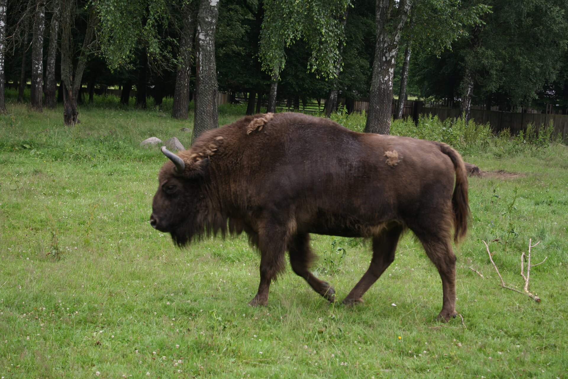 Fotografia, na której na pierwszym planie znajduje się płaski teren porośnięty trawą, po którym przechadza się żubr. Jest masywny i krępy. Ma dużą głowę i grube rogi lekko zagięte do środka. Posiada ciemnobrązową sierść, która jest nieco dłuższa poniżej głowy. Na drugim planie fotografii linia drzew.