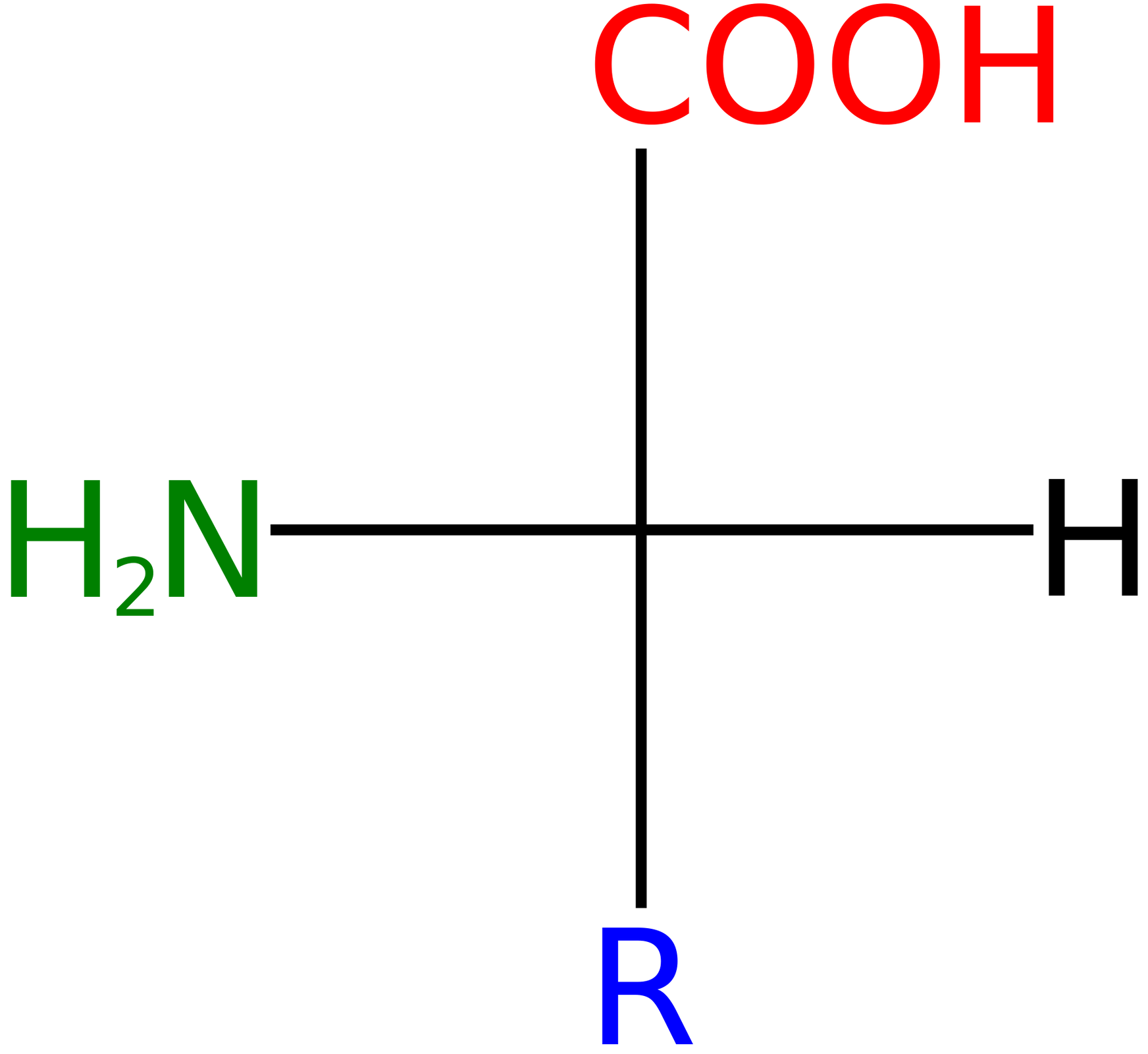 Na ilustracji jest ogólny wzór L‑aminokwasu w projekcji Fischera. Dwie proste przecinają się w środku pod kątem 90 stopni - na górze znajduje się grupa -COOH, po prawej stronie atom wodoru H, na dole grupa R oznaczająca łańcuch boczny, po lewej stronie grupa aminowa    −               N       H                 2          .