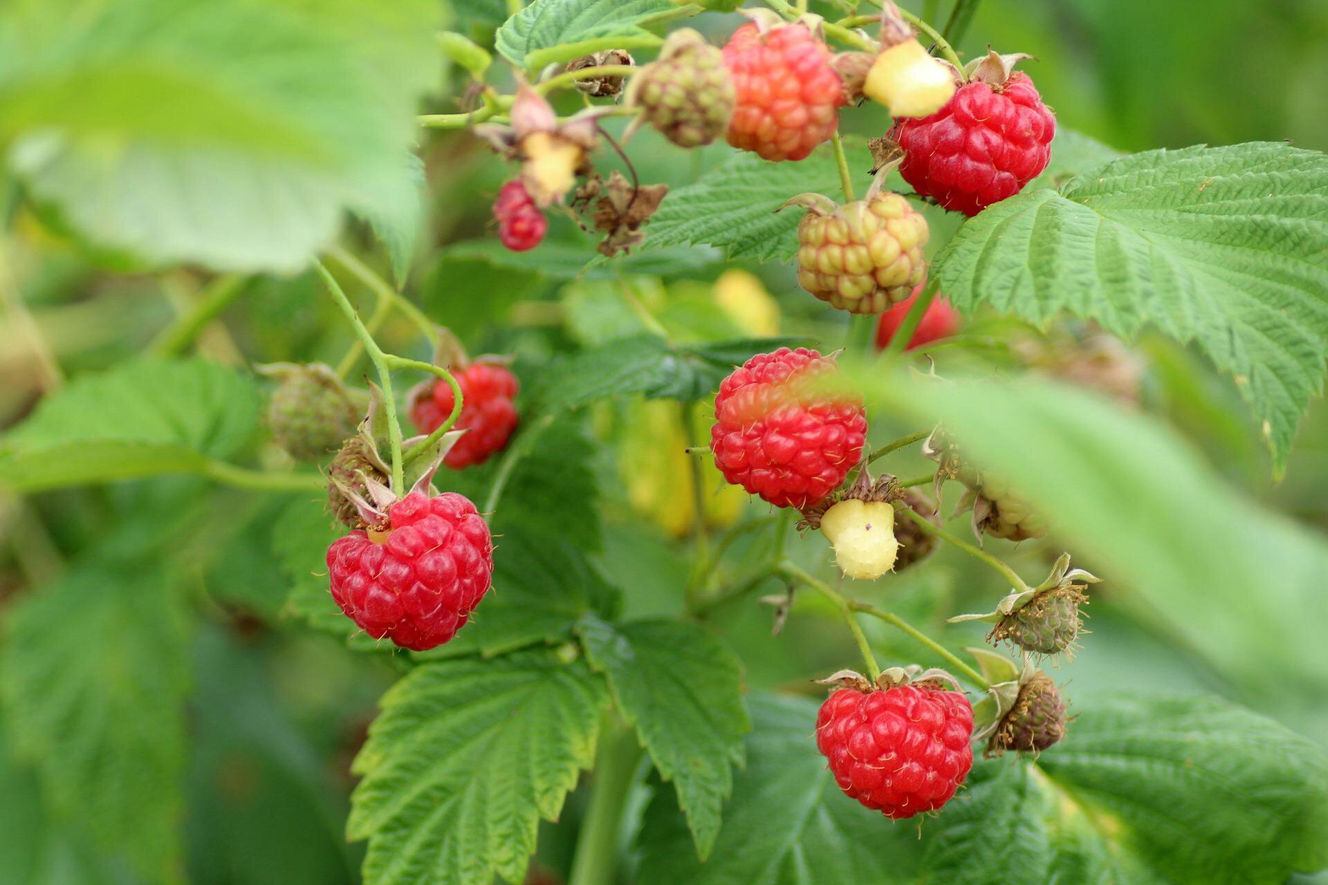 Na planszy widoczne są Maliny. Mają cienkie, długie, zielone łodygi z jajowatymi, postrzępionymi liśćmi oraz owalnymi, czerwonymi oraz zielono‑żółtymi, małymi, pojedynczymi owocami.