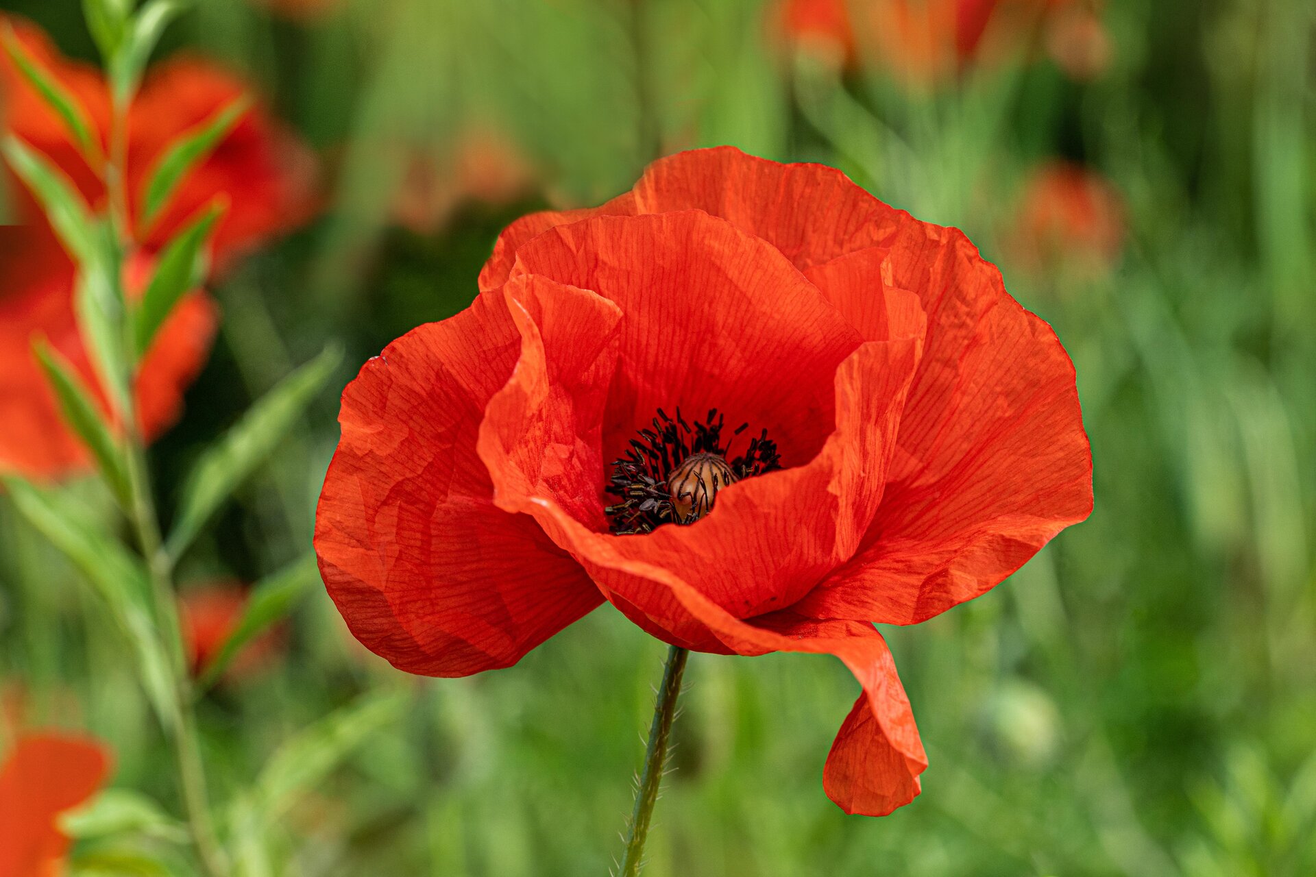 Na fotografii widoczny jest mak polny. Rośnie on na długiej, zielonej łodyżce, która uwieńczona jest kwiatem, o czteropłatkowej, czerwonej koronie. Słupek otoczony bardzo licznymi, ciemnofioletowymi i niezgrubiałymi pręcikami.