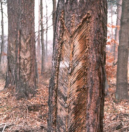 Zdjęcie przedstawia spałę żywiczarską, będącą metodą żywicowania sosny pospolitej. Na pniu drzewa znajduje się duży obszar ukośnych nacięć.