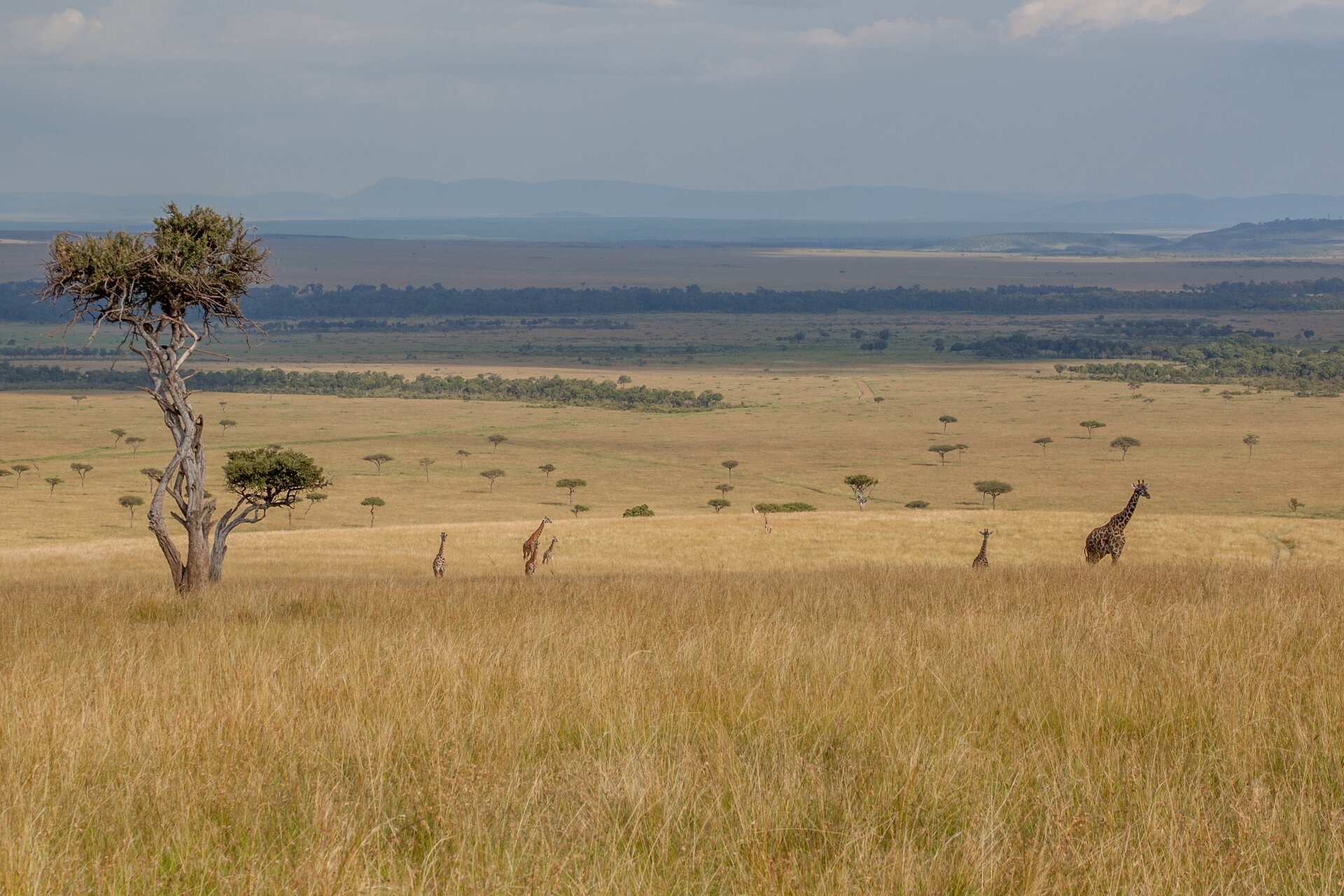 Fotografia. Na niej krajobraz sawanny. Dookoła wysokie, suche trawy. W oddali wyłaniają się pojedyncze pasy zieleni. Na obszarach trawiastych pojedyncze drzewa.  Na wprost w oddali żyrafy. 