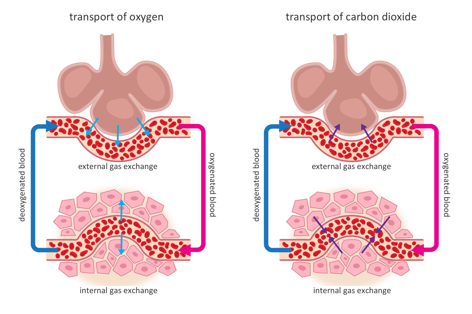 Ilustracja zawiera dwie plansze z ilustracjami, dotyczącymi transportu gazów oddechowych w organizmie. Ilustracja przedstawia dwa rysunki: transport of oxygen ; transport of carbon dioxide. Na każdym u góry pęcherzyk płucny, u dołu różowe komórki w tkankach, wygięte naczynia krwionośne z krwinkami i strzałki: niebieska z napisem: deoxygenated blood,  i różowa z napisem: oxygenated blood. Z lewej transport tlenu. Od pęcherzyka płucnego turkusowe strzałki do krwi i podpis: external gas exchange. Poniżej turkusowe strzałki do komórek i podpis: internal gas exchange. Z prawej transport dwutlenku węgla. Granatowe strzałki z komórek do krwi (internal gas exchange) i z krwi do pęcherzyka płucnego (external gas exchange).