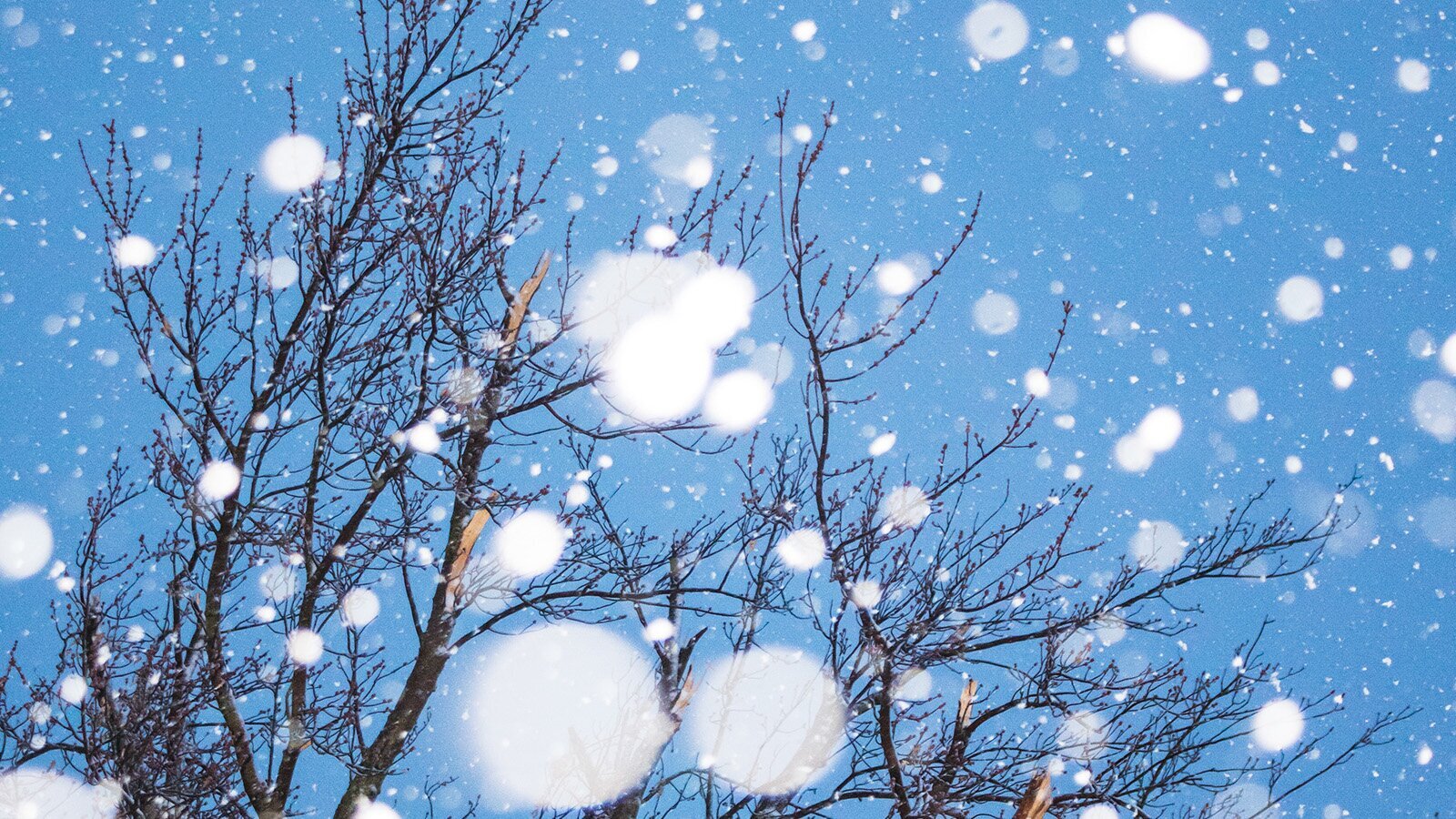 Zdjęcie przedstawia bezlistne korony drzew na tle niebieskiego nieba. Na pierwszym planie oraz w tle widoczny jest padający śnieg.