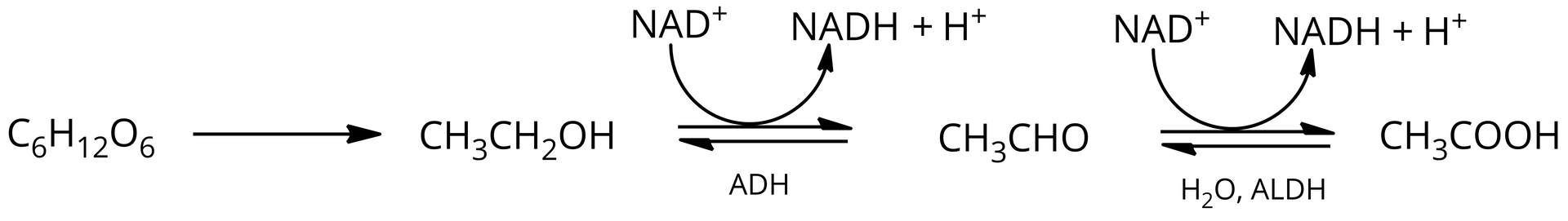Ilustracja przedstawiająca schemat biosyntezy kwasu etanowego. Cząsteczka glukozy o wzorze sumarycznym C6H12O6. Strzałka w prawo, za strzałką cząsteczka etanolu o wzorze C2H5OH. Strzałka w prawo, pod strzałką dehydrogenaza alkoholowa ADH, pod wpływem której zachodzi przemiana &lt;math aria‑label="N A D indeks górny plus koniec indeksu"&gt;NAD+ do &lt;math aria‑label="N A D H"&gt;NADH dodać H+, za strzałką cząsteczka acetaldehydu o wzorze CH3CHO. Strzałka w prawo, nad strzałką cząsteczka wody, za strzałką cząsteczka hydratu acetaldehydu o wzorze CH3COH2. Strzałka w prawo, pod strzałką dehydrogenaza aldehydowa ALDH, reakcja zachodzi kosztem &lt;math aria‑label="N A D indeks górny plus koniec indeksu"&gt;NAD+, z utworzeniem &lt;math aria‑label="N A D H"&gt;NADH oraz H+. Za strzałką cząsteczka kwasu octowego, czyli kwasu etanowego o następującym wzorze CH3COOH.
