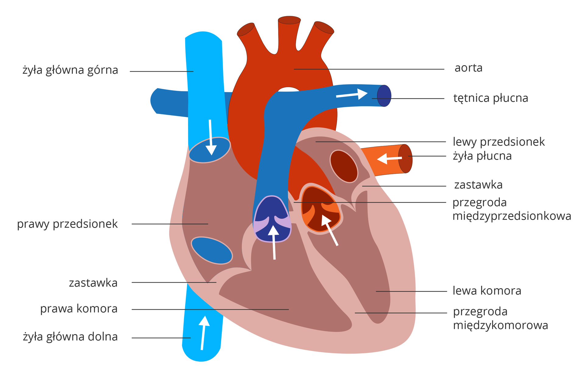 Rysunek przedstawia schemat budowy serca. Mięsień w kolorze kakaowym (jaśniejszym ściany, ciemniejszym wnętrze) leży ukosem. Białe strzałki wskazują kierunek przepływu krwi. Do prawego przedsionka wchodzi z góry błękitna żyła główna górna, z dołu żyła główna dolna. Między przedsionkiem a komorą znajduje się zastawka. Z komory krew wpływa do niebieskiej tętnicy płucnej, rozgałęziającej się w kształcie litery T. Do lewego przedsionka dochodzi pomarańczowa żyła płucna. Z lewej komory krew wpływa do czerwonej aorty.