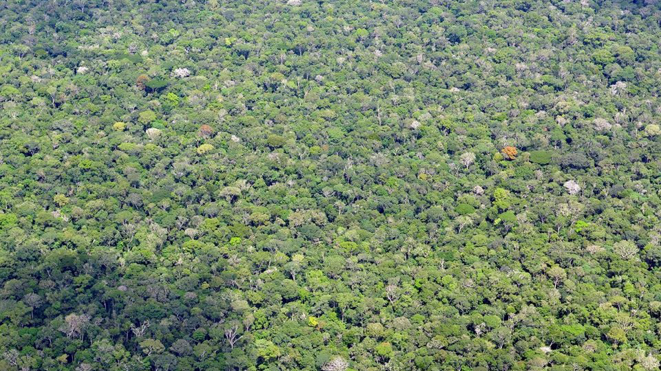 Fotografia wykonana z góry prezentuje zwarty dywan zielonych koron drzew.