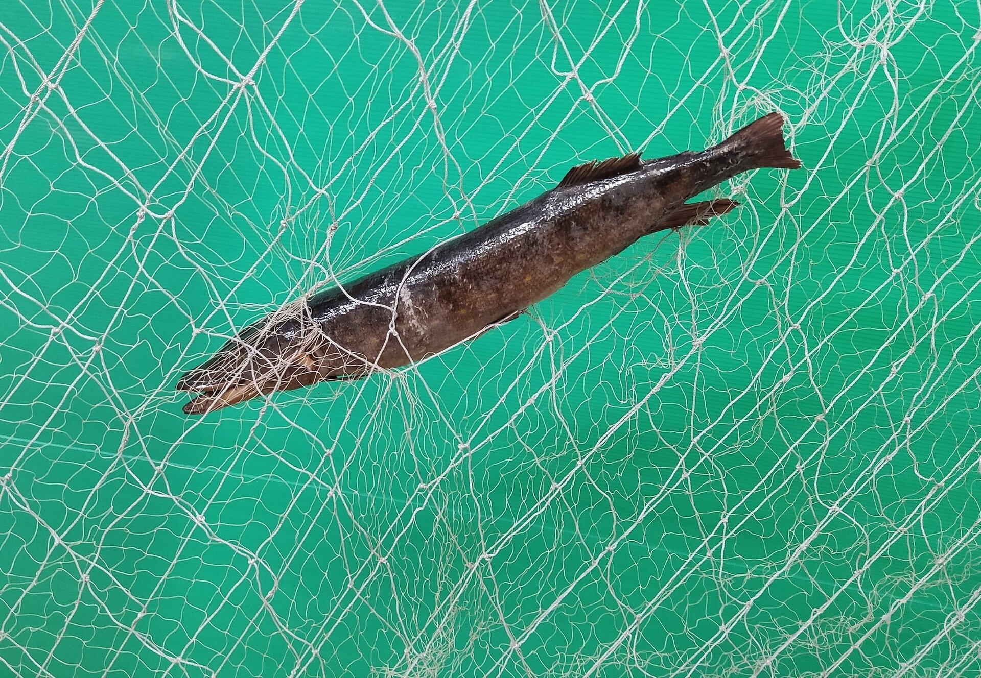 Zdjęcie przedstawia zaplątaną w słęp rybę. Sieć składa się z trzech warstw. Ryba przeszła przez pierwszą i zaplątała się w środkowej.