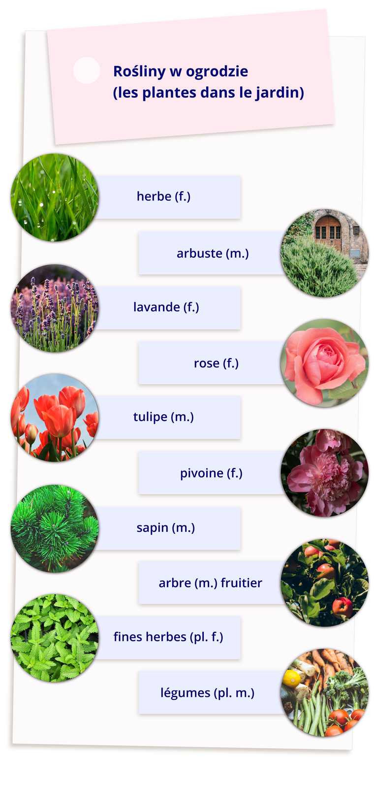 Ilustracja zatytułowana jest Rośliny w ogrodzie (les plantes dans le jardin) i składa się z dziesięciu zdjęć z podpisami. Kolejno herbe (f.) - zioła;  arbuste (m.) - krzew; lavande (f.) - lawenda; rose (f.) - róża;  tulipe (m.) - tulipany;  pivoine (f.) - piwonie; sapin (m.) -  jodła; arbre (m.) fruitier - drzewo owocowe; fines herbes (pl. f.) - zioła; légumes (pl. m.) - warzywa.