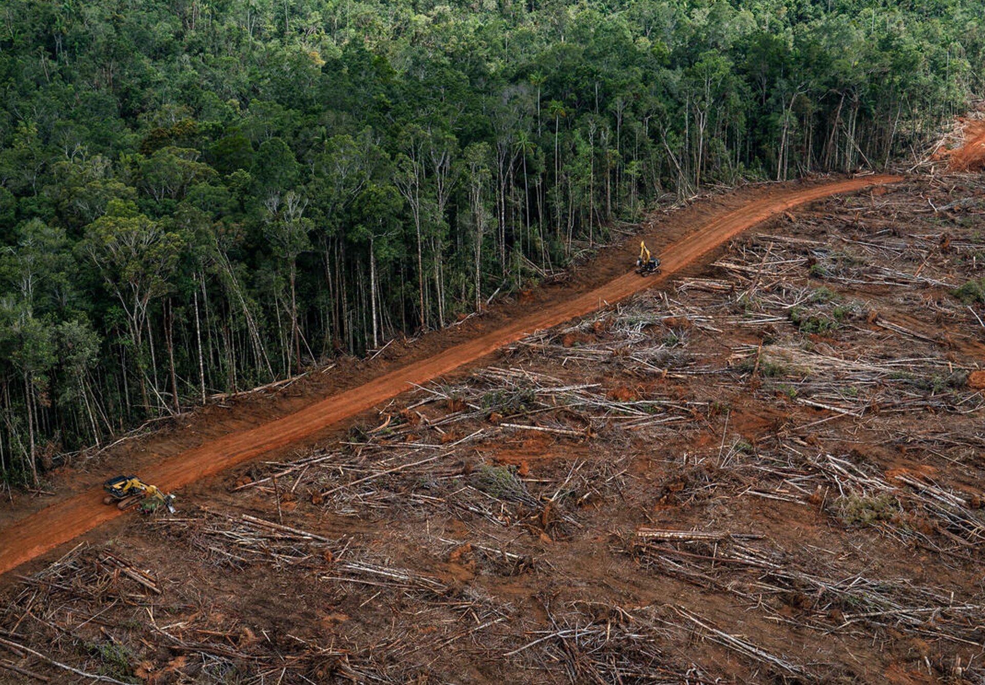 Zdjęcie przedstawia wycięte drzewa leżące na czerwonej ziemi oraz rosnący obok zielony, rozległy las deszczowy.