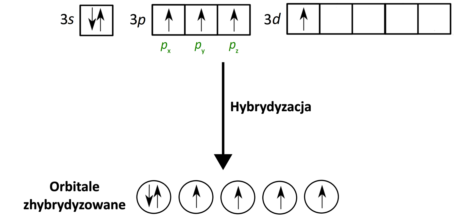 Na ilustracji przedstawiono schematycznie tworzenie się orbitali zhybrydyzowanych. W jednym wierszu zapis konfiguracji elektronowej. Orbital podpisany jako 3s, czyli kwadrat, w którym znajdują się dwie równoległe strzałki o grotach skierowanych przeciwnie. Po prawej stronie trzy orbitale 3p, czyli trzy kwadraty obok siebie, w każdym strzałka skierowana w górę, podpis: p indeks dolny x, p indeks dolny y, p indeks dolny z. Po prawej stronie pięć orbitali 3d, czyli pięć kwadratów. W pierwszym kwadracie jedna strzałka skierowana w górę. Poniżej strzałka w dół, obok napis: hybrydyzacja. Poniżej znajduje się pięć okręgów, w pierwszym dwie równoległe strzałki skierowane przeciwnie, w pozostałych po jednej strzałce skierowanej w górę. Obok podpis: orbitale zhybrydyzowane.